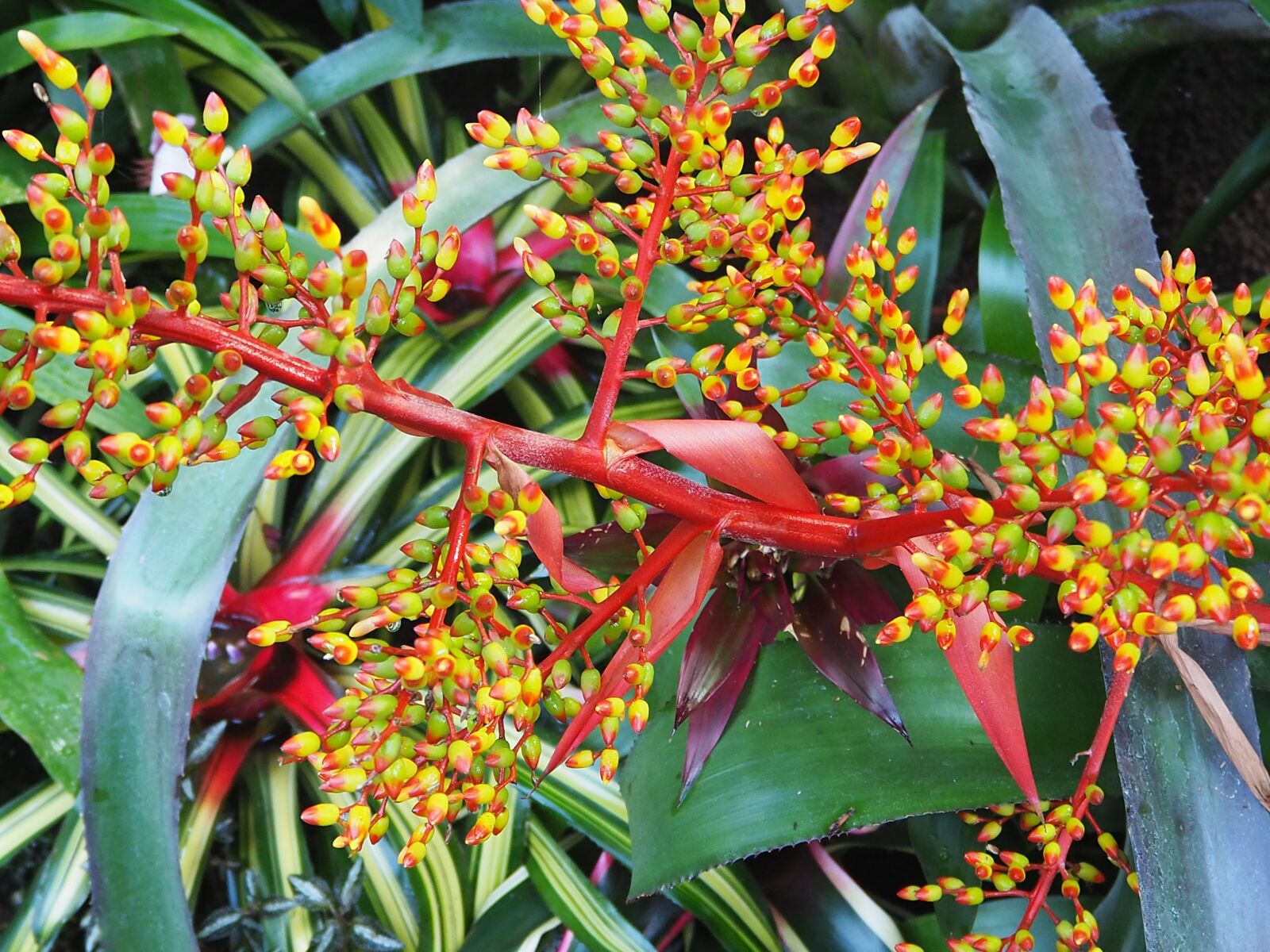 Olympus OM-D E-M10 II sample photo. Plant, leaves, red photography