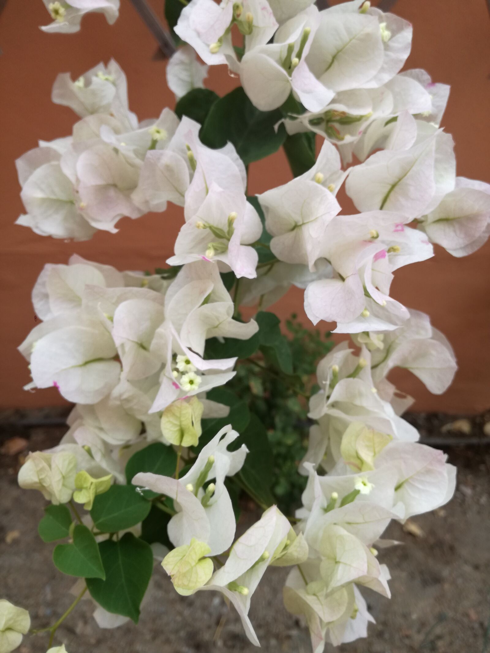HUAWEI P9 LITE sample photo. Flowers, garden, nature photography