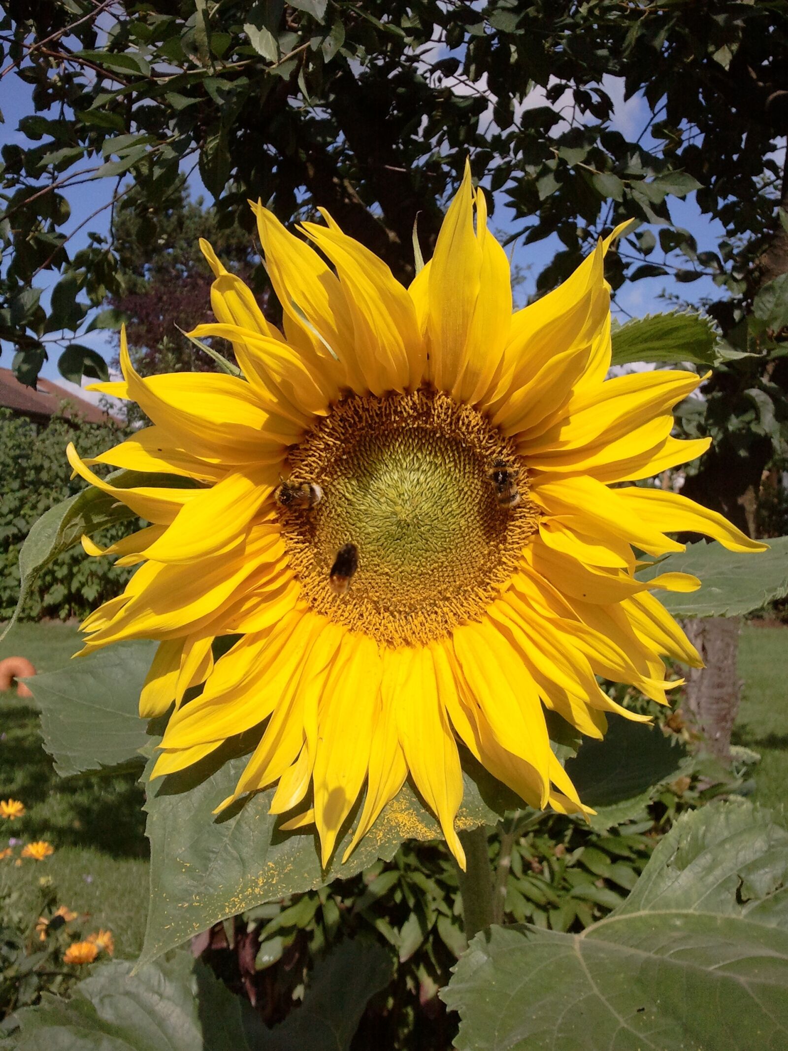 Samsung Galaxy S sample photo. Sunflower, summer, bee photography