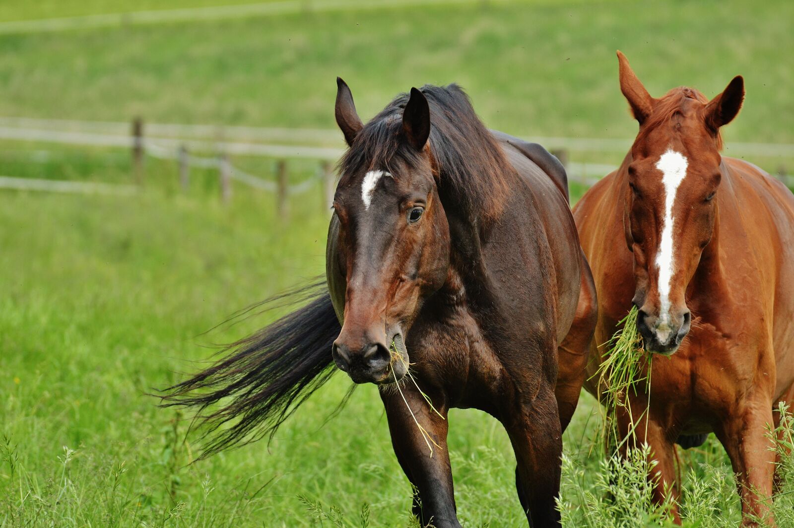 Nikon D3200 sample photo. Horses, for two, coupling photography