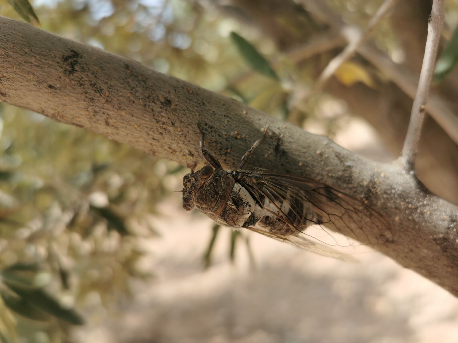 HUAWEI P30 Pro sample photo. Jirjir, tree, zardaloo photography