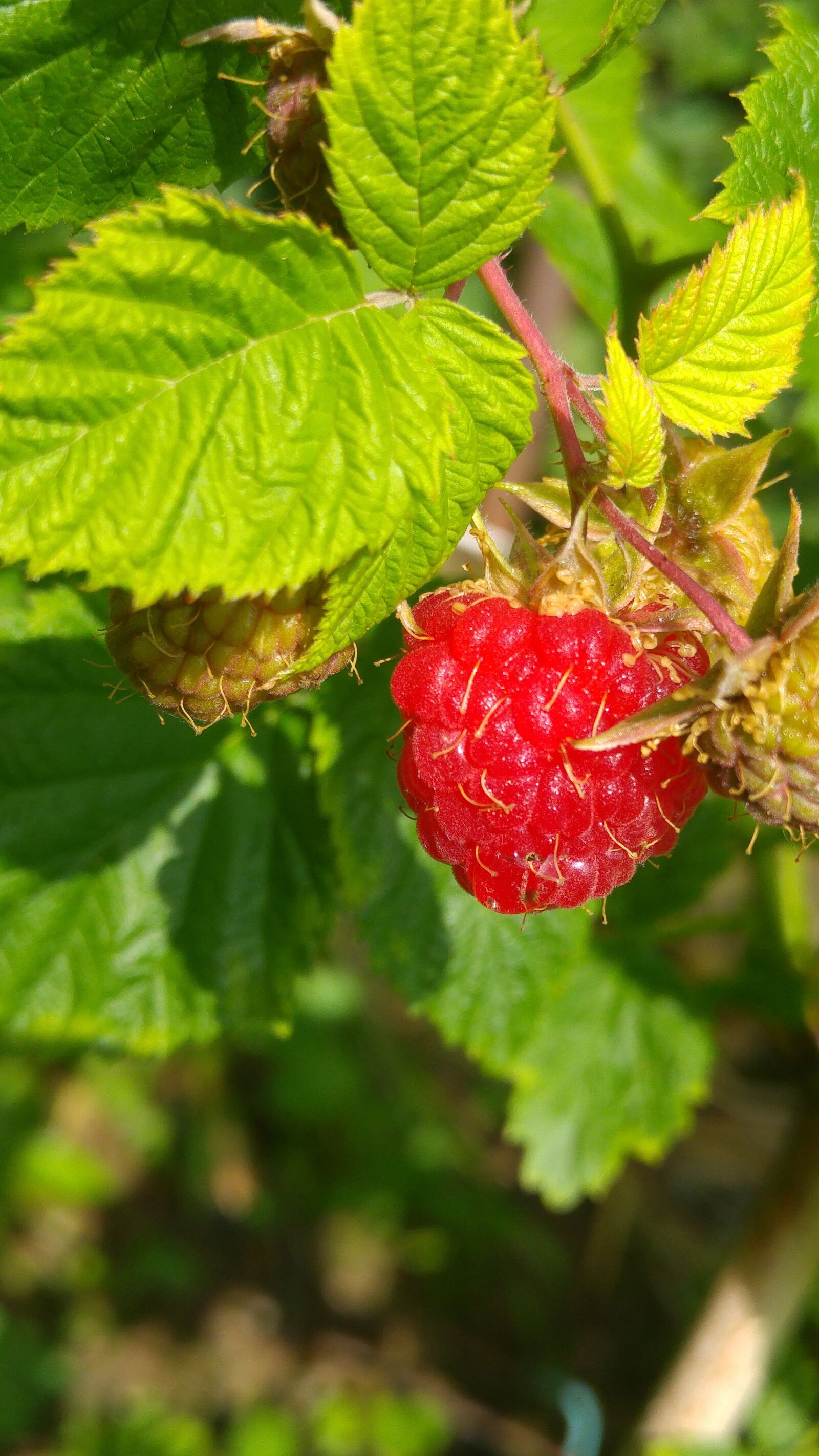 LG G4 sample photo. Raspberry, fruit, red photography