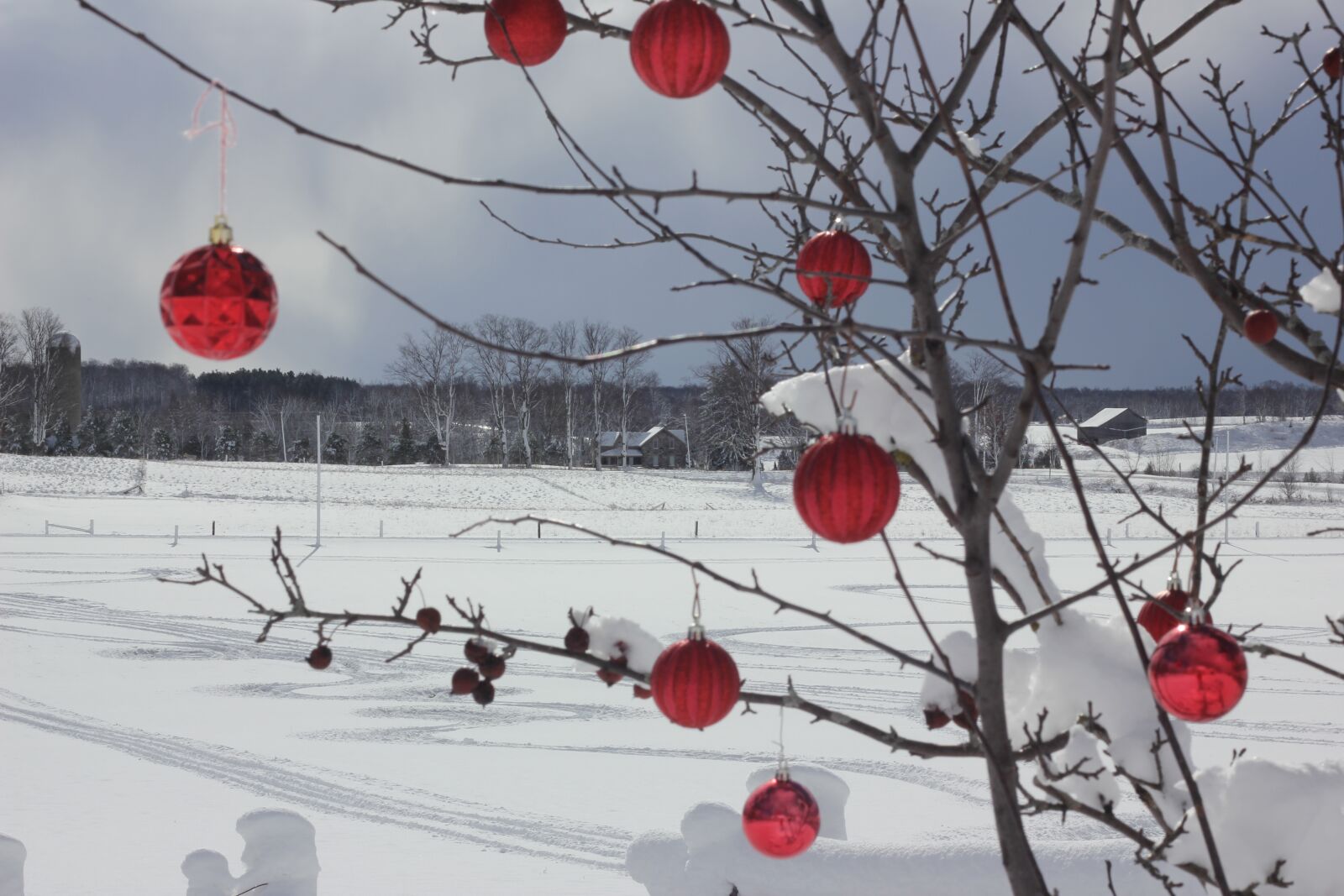 Canon EOS 550D (EOS Rebel T2i / EOS Kiss X4) sample photo. Winter, trees, ornaments photography