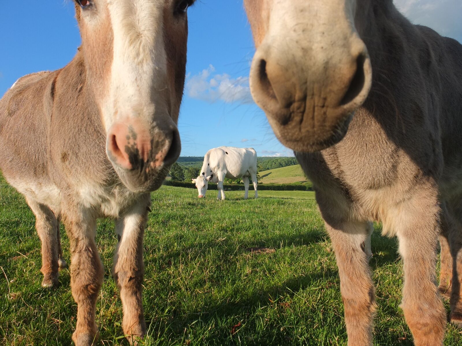 Fujifilm X10 sample photo. Donkeys, cow, farm photography