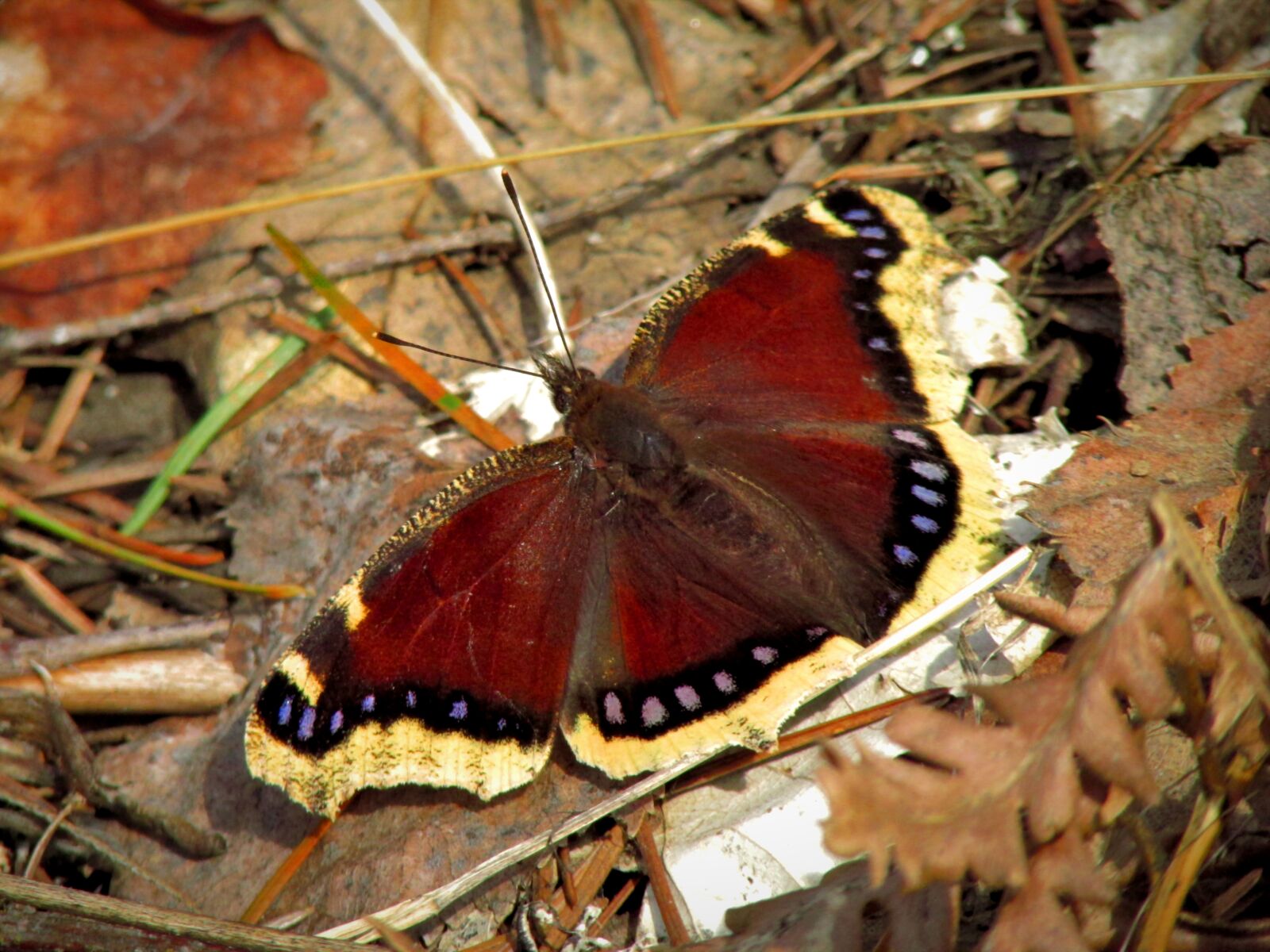 Canon PowerShot SX500 IS sample photo. Mourning cloak, butterfly, insect photography