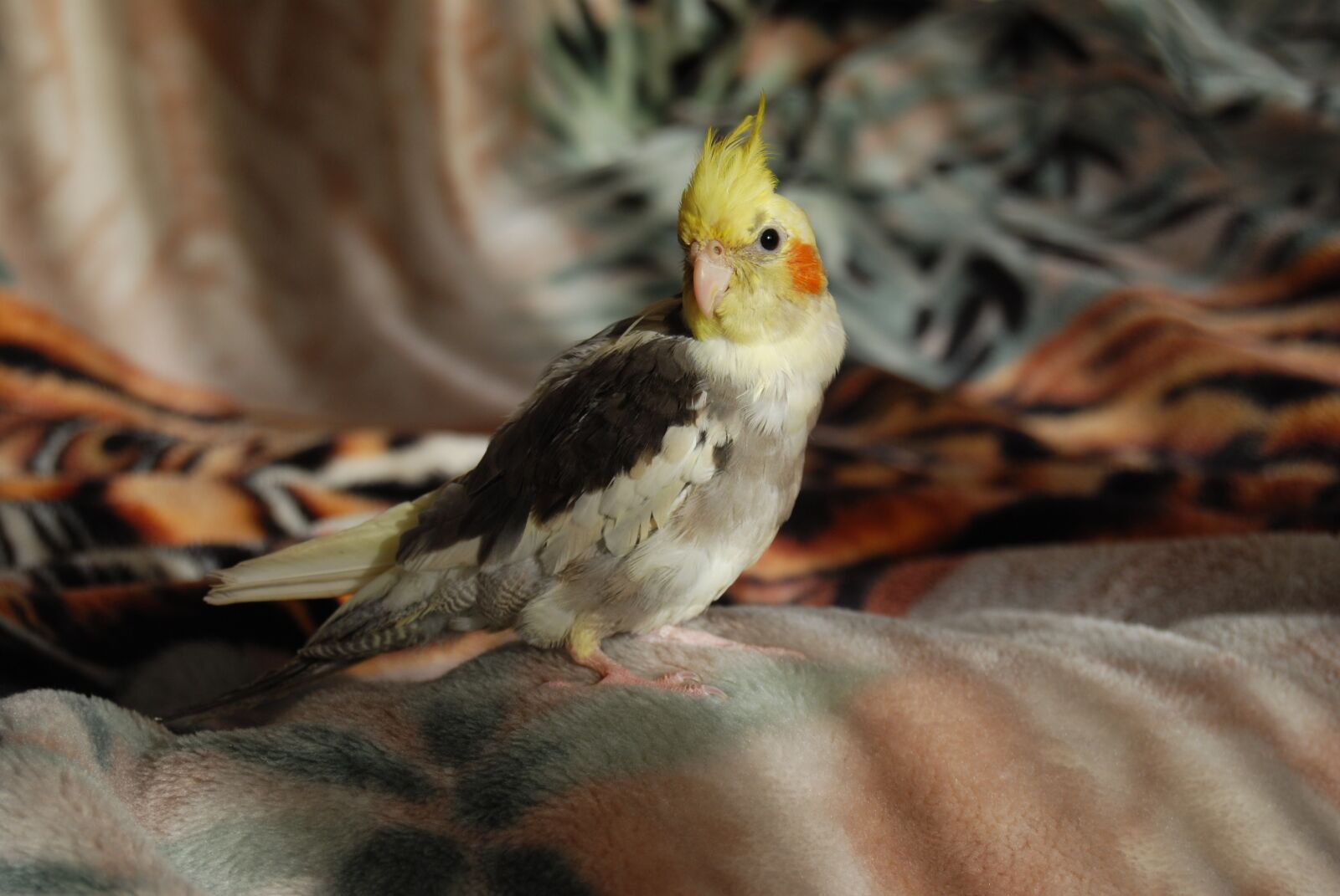 Nikon D40X sample photo. Parrot, bird, papużka photography