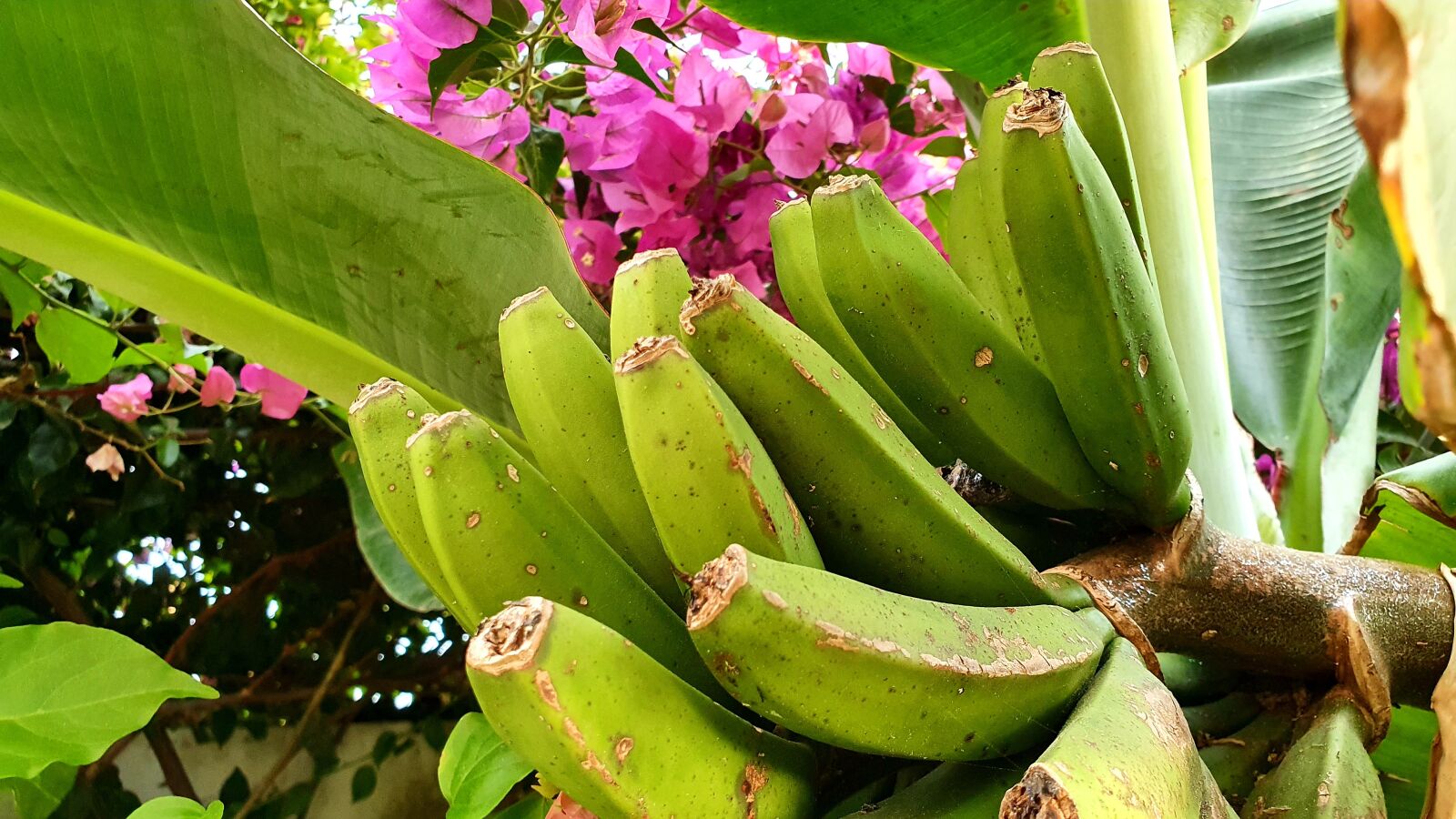 Samsung Galaxy S10e sample photo. Banana, tree, fruit photography