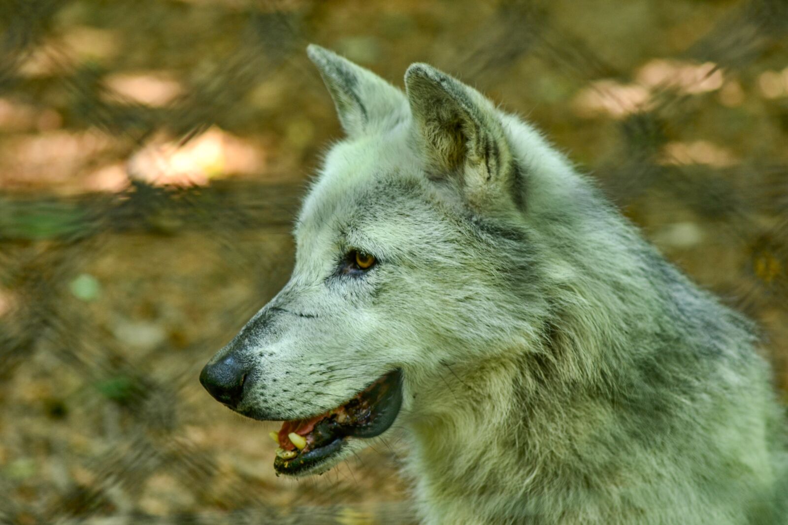 Nikon D3100 sample photo. Wolf, zoo, predator photography