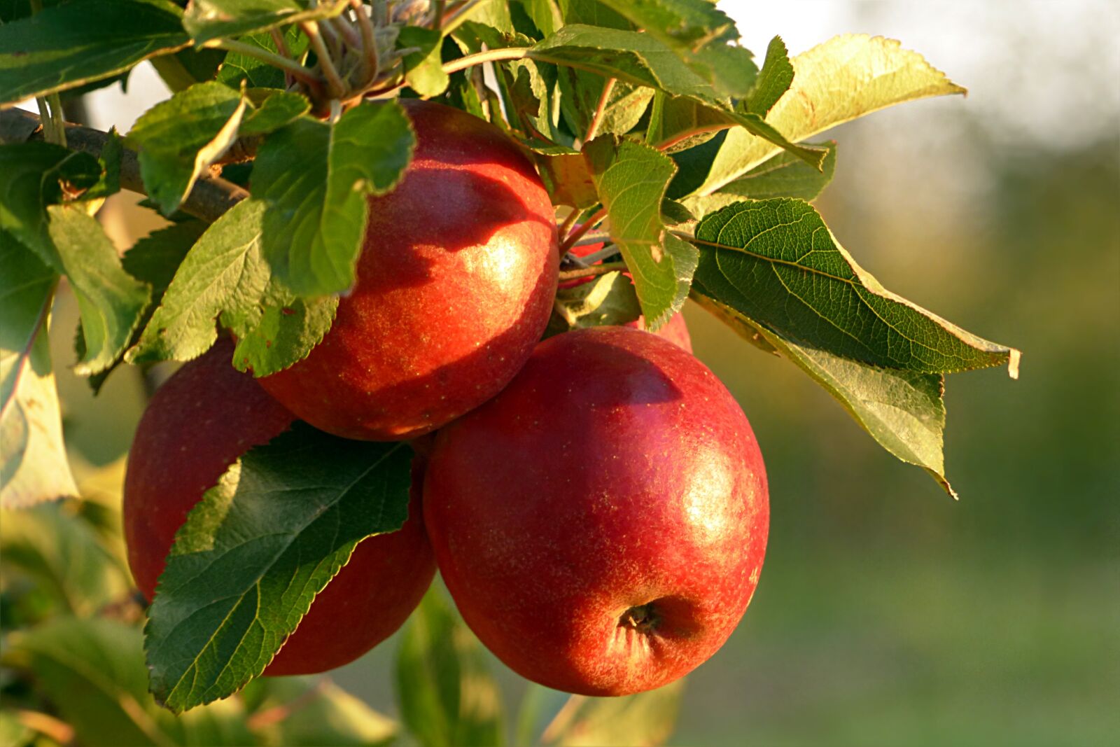 Panasonic Lumix DMC-FZ200 sample photo. Fruit, apple, malum photography