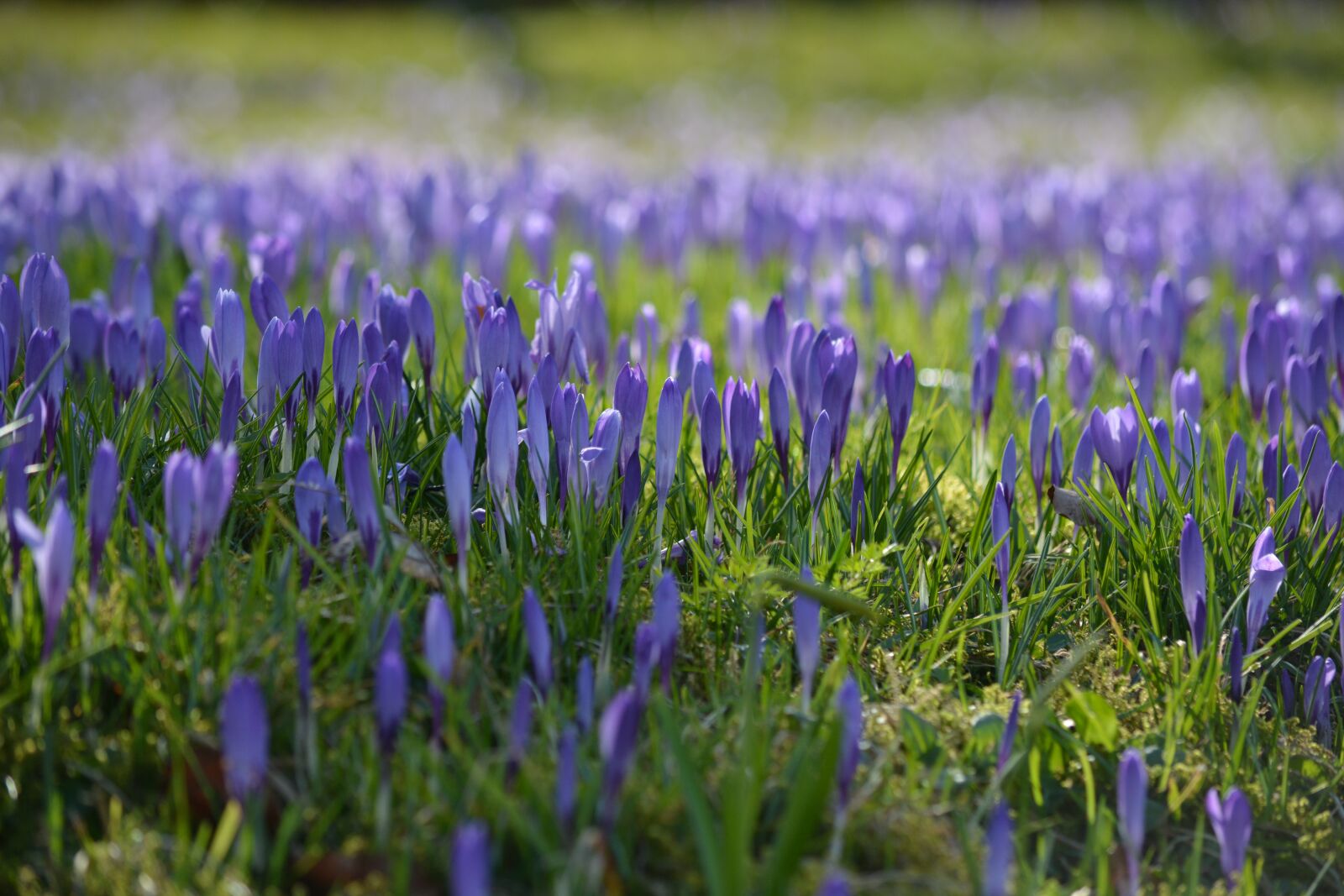 Nikon D7100 sample photo. Crocus, flowers, nature photography