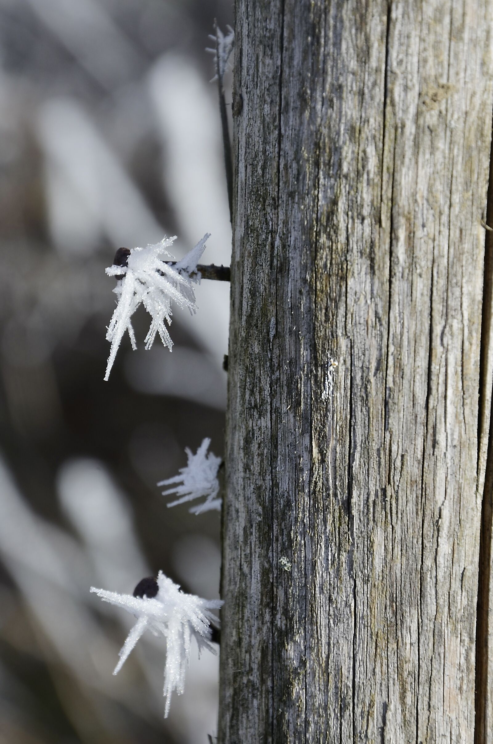 Nikon D5100 sample photo. Nail, hardest, wood photography