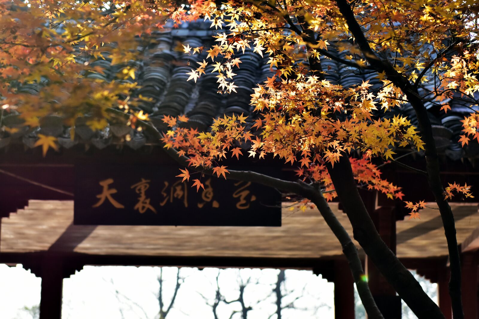 Nikon D7200 sample photo. Leaf, autumn, huizhou photography