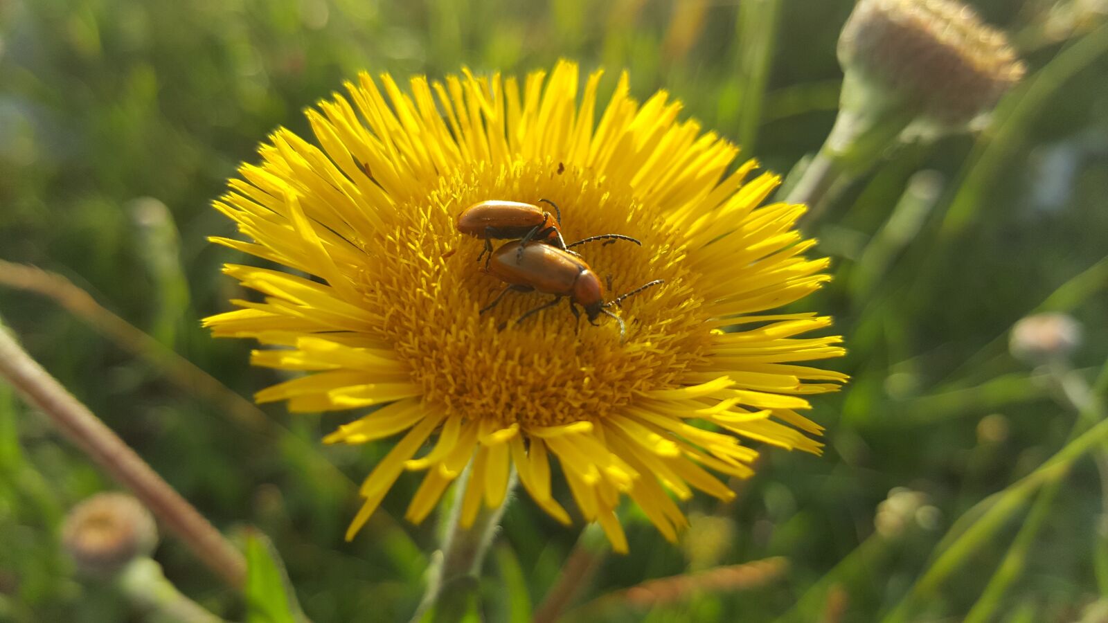 Samsung Galaxy S6 sample photo. Escarabajos, flores, verano photography