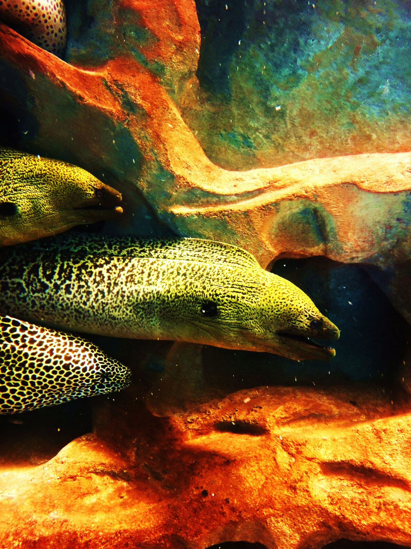 Sony Cyber-shot DSC-WX1 sample photo. Eel, fish, monster, ocean photography