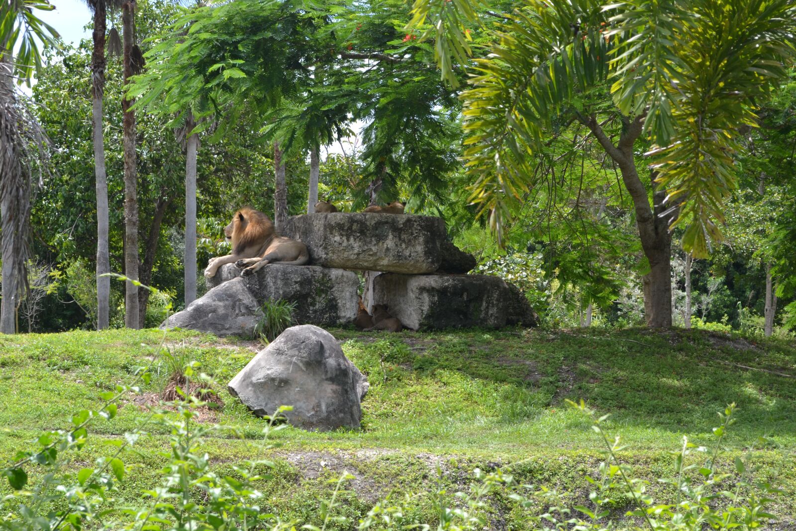 Nikon D3100 sample photo. Leon, animals, nature photography