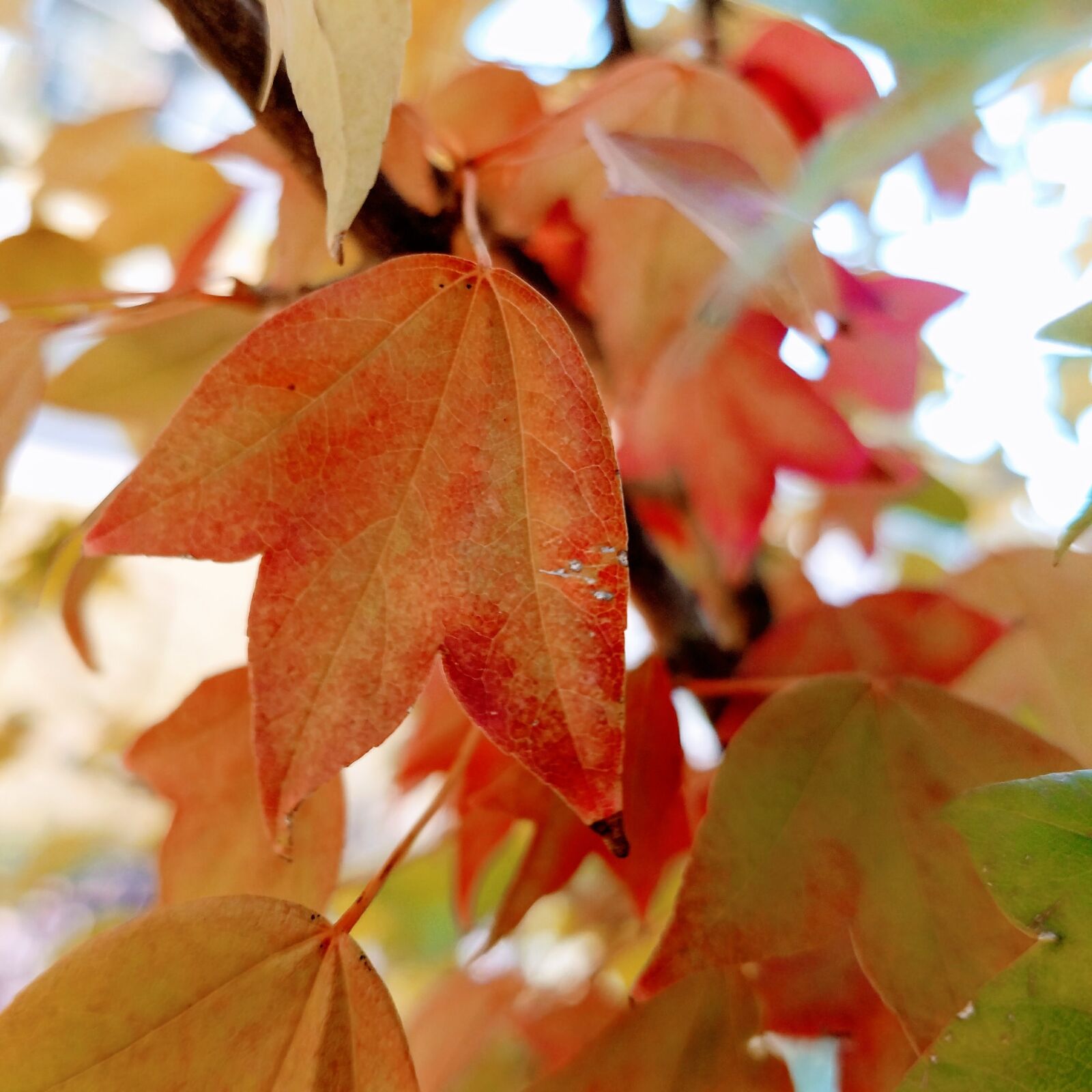 Samsung Galaxy S7 sample photo. Fall color, autumn, color photography