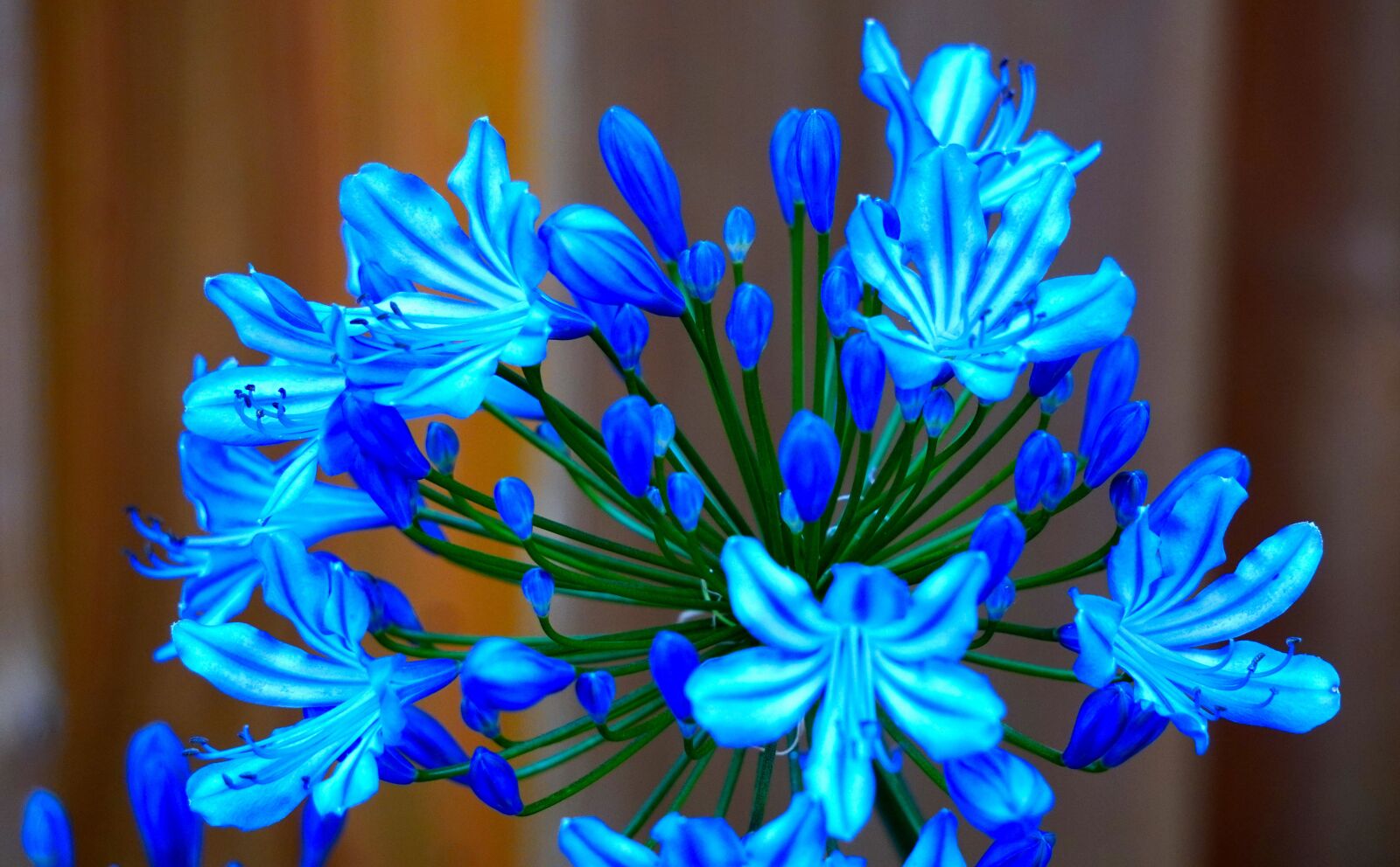 Sony E 55-210mm F4.5-6.3 OSS sample photo. Agapanthus, blossom, bloom photography