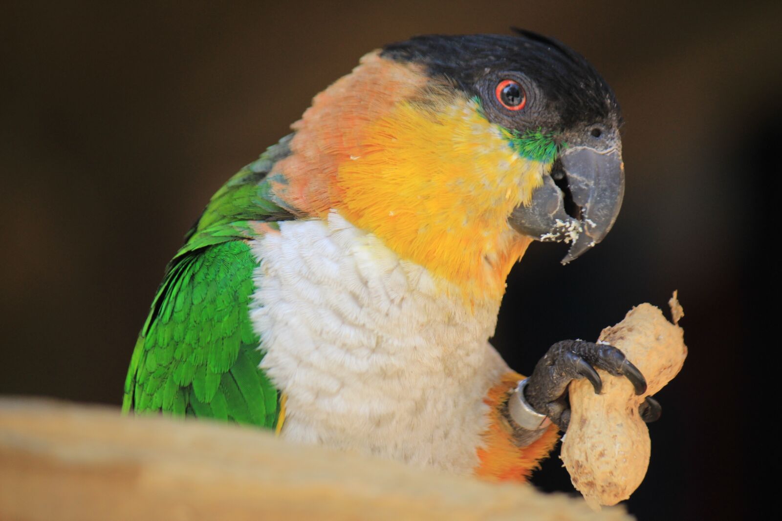 Canon EF-S 55-250mm F4-5.6 IS sample photo. Birds, bird, parrot photography