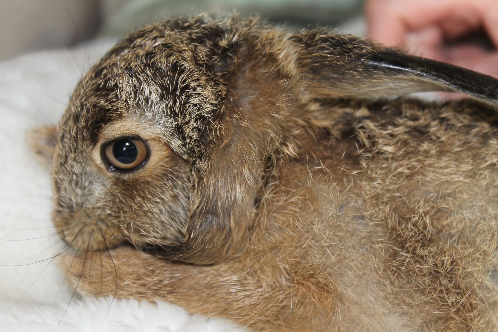 Canon EOS 1100D (EOS Rebel T3 / EOS Kiss X50) sample photo. Leveret, european brown hare photography