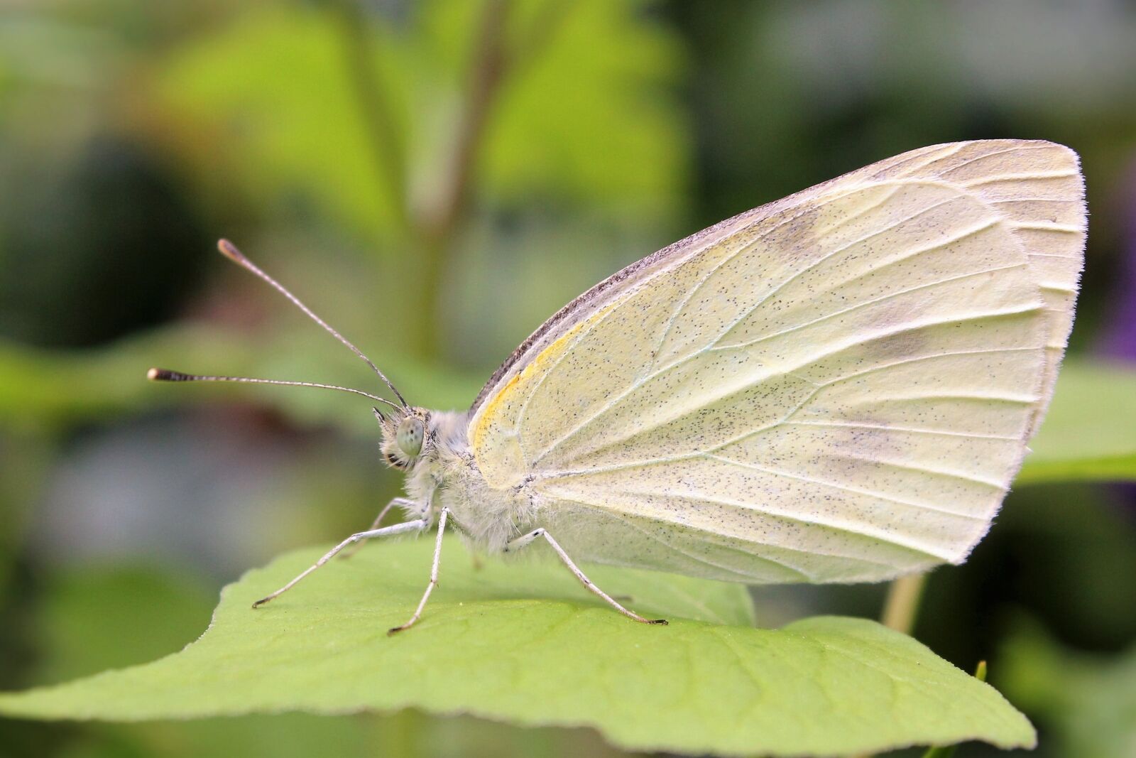 Canon EOS 550D (EOS Rebel T2i / EOS Kiss X4) sample photo. Butterfly, nature, insect photography