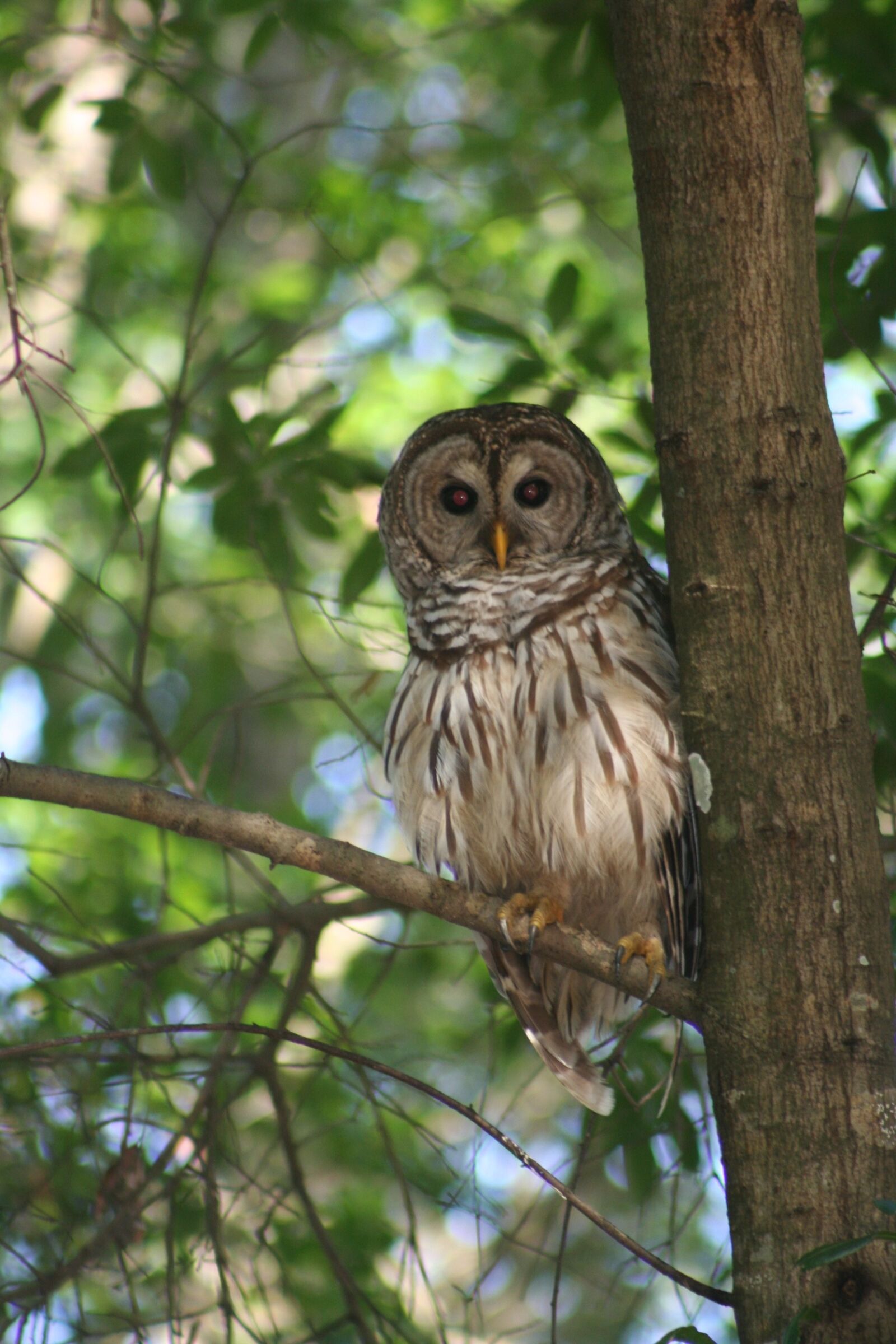 Canon EOS 350D (EOS Digital Rebel XT / EOS Kiss Digital N) sample photo. Owl, nature, florida owl photography