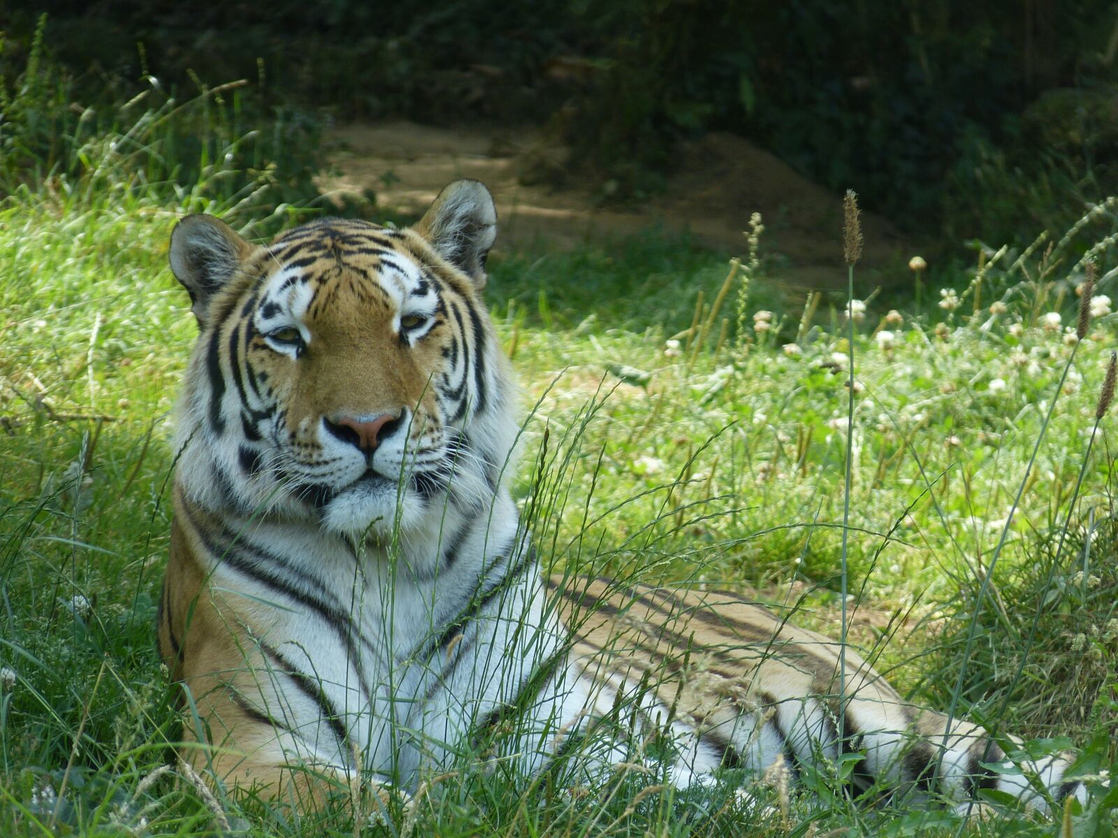 Panasonic Lumix DMC-FZ150 sample photo. Tiger, tawny, animal park photography