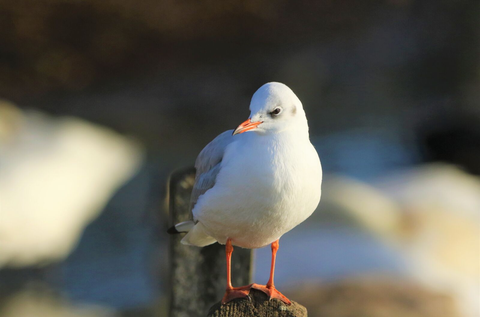 150-600mm F5-6.3 DG OS HSM | Contemporary 015 sample photo. Seagull, gull, bird photography