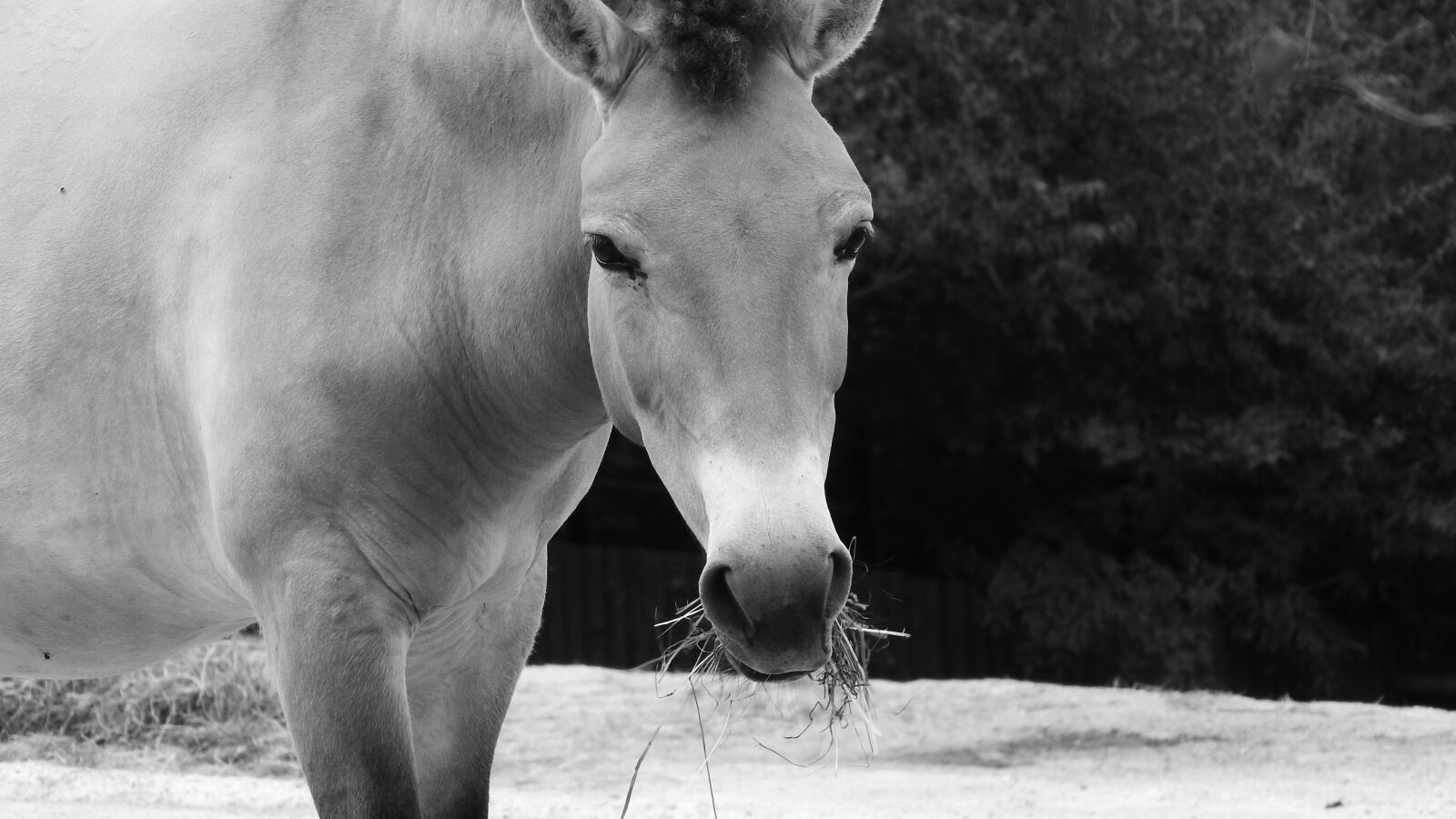 Nikon Coolpix P610 sample photo. Przewalski's horse, equus przewalskii photography