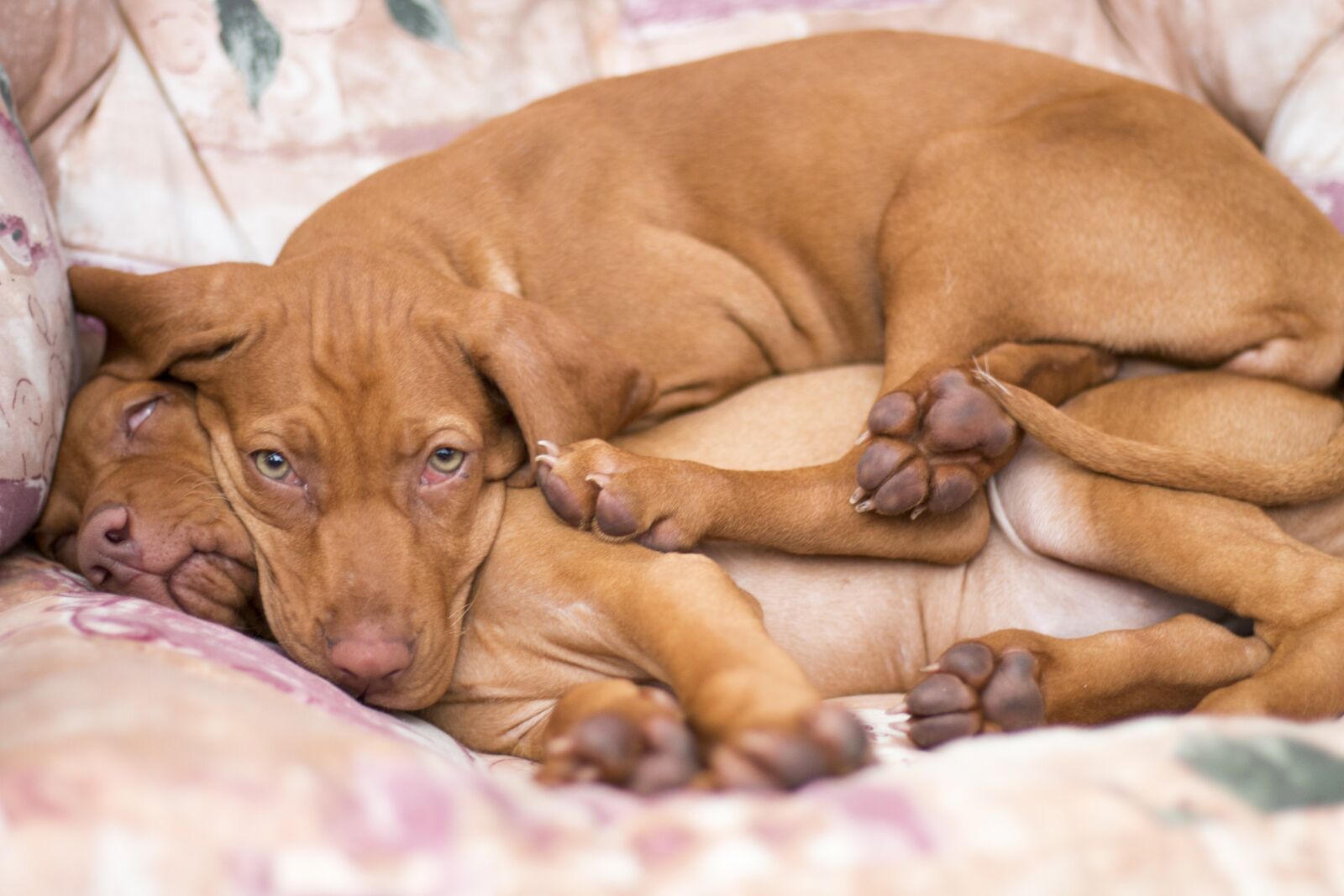 Canon EOS 70D + Canon EF 50mm F1.8 STM sample photo. Dog, e a, the photography