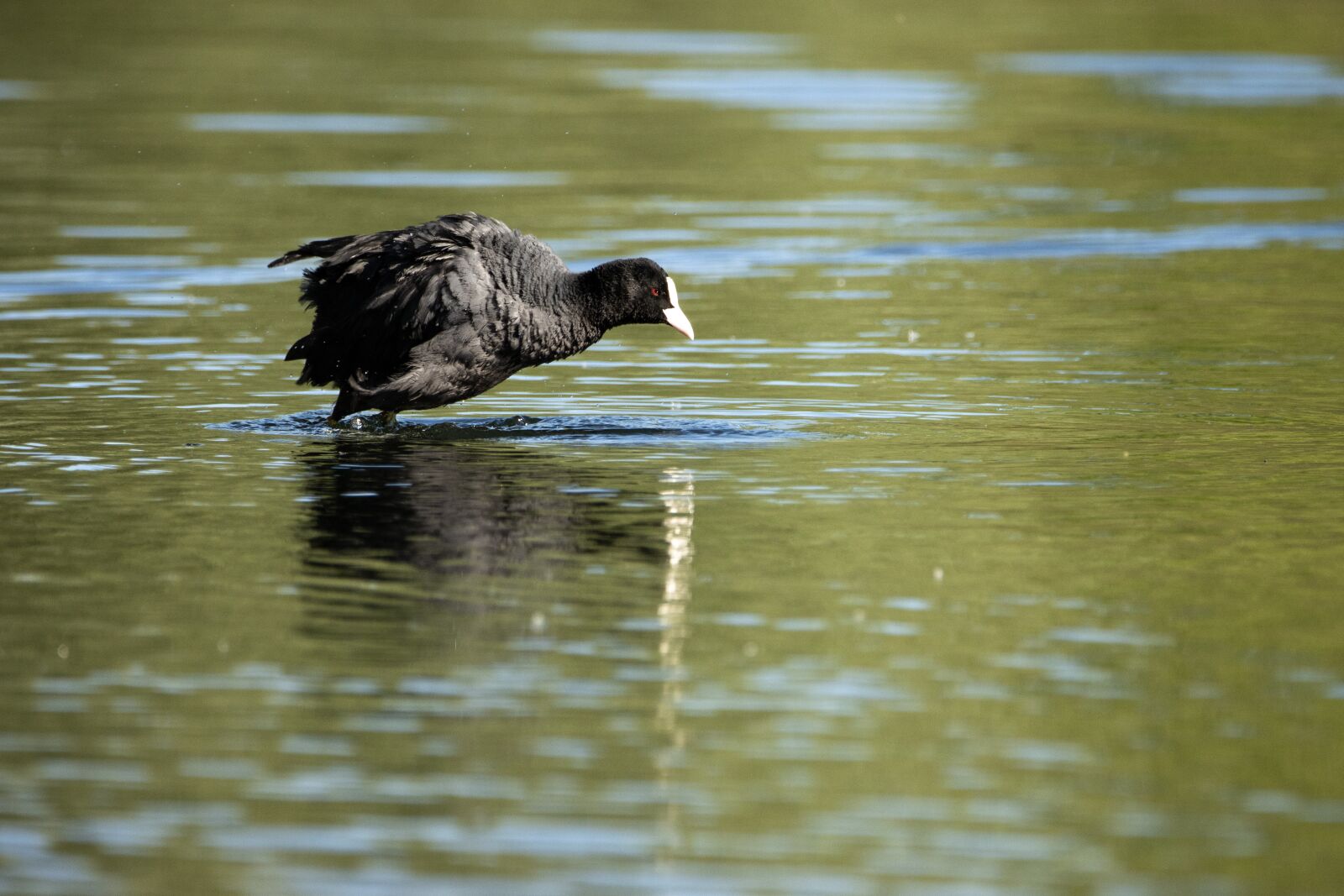 Canon EOS 90D sample photo. Coot, water, nature photography