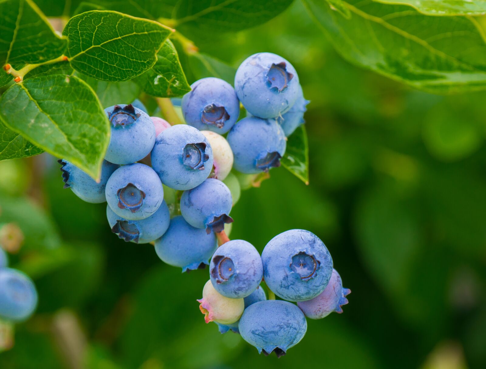 Panasonic DMC-G81 sample photo. Berries, blueberries, vitamins photography