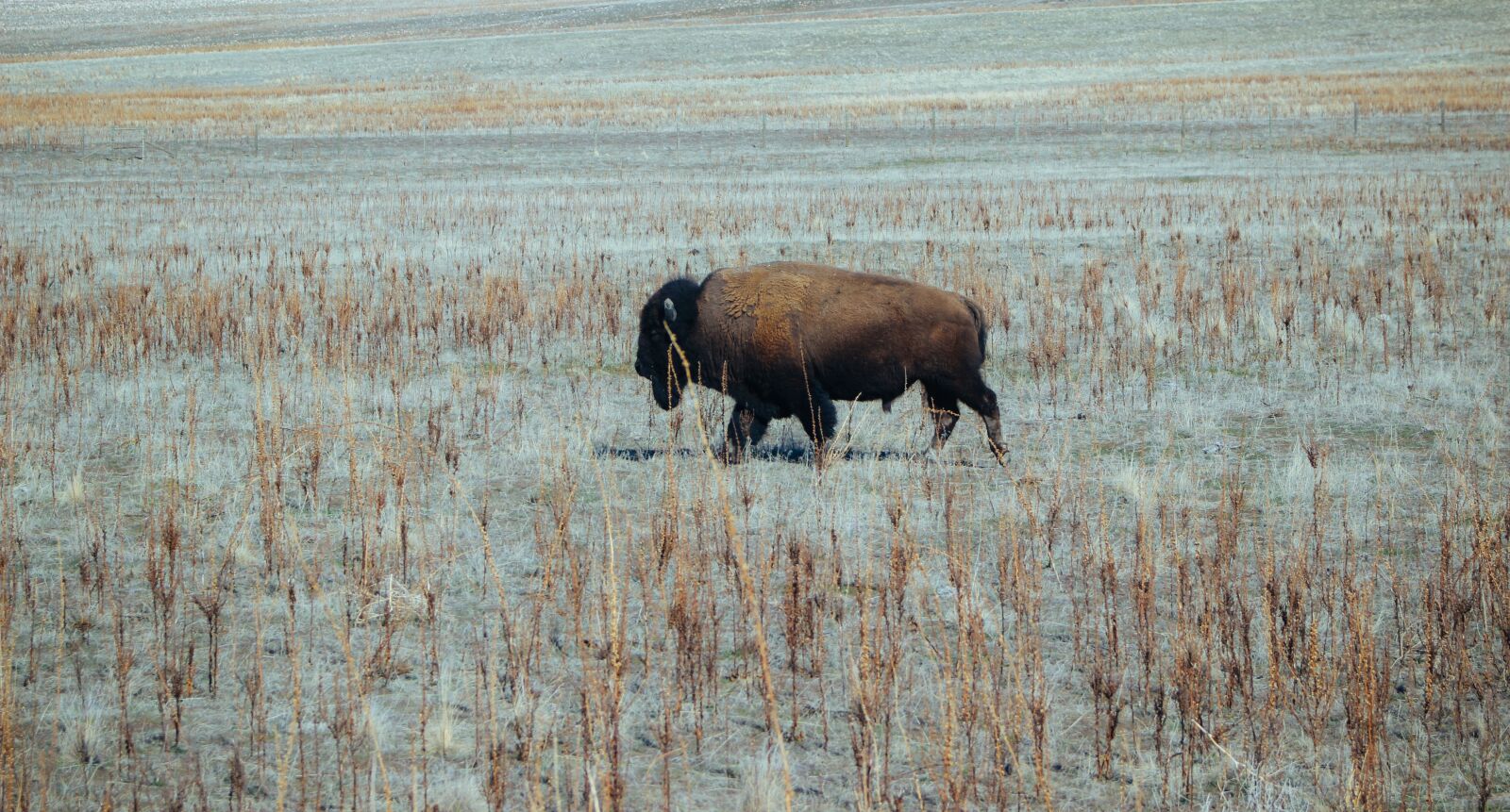 Canon EOS 600D (Rebel EOS T3i / EOS Kiss X5) sample photo. Animal, bison, wildlife photography