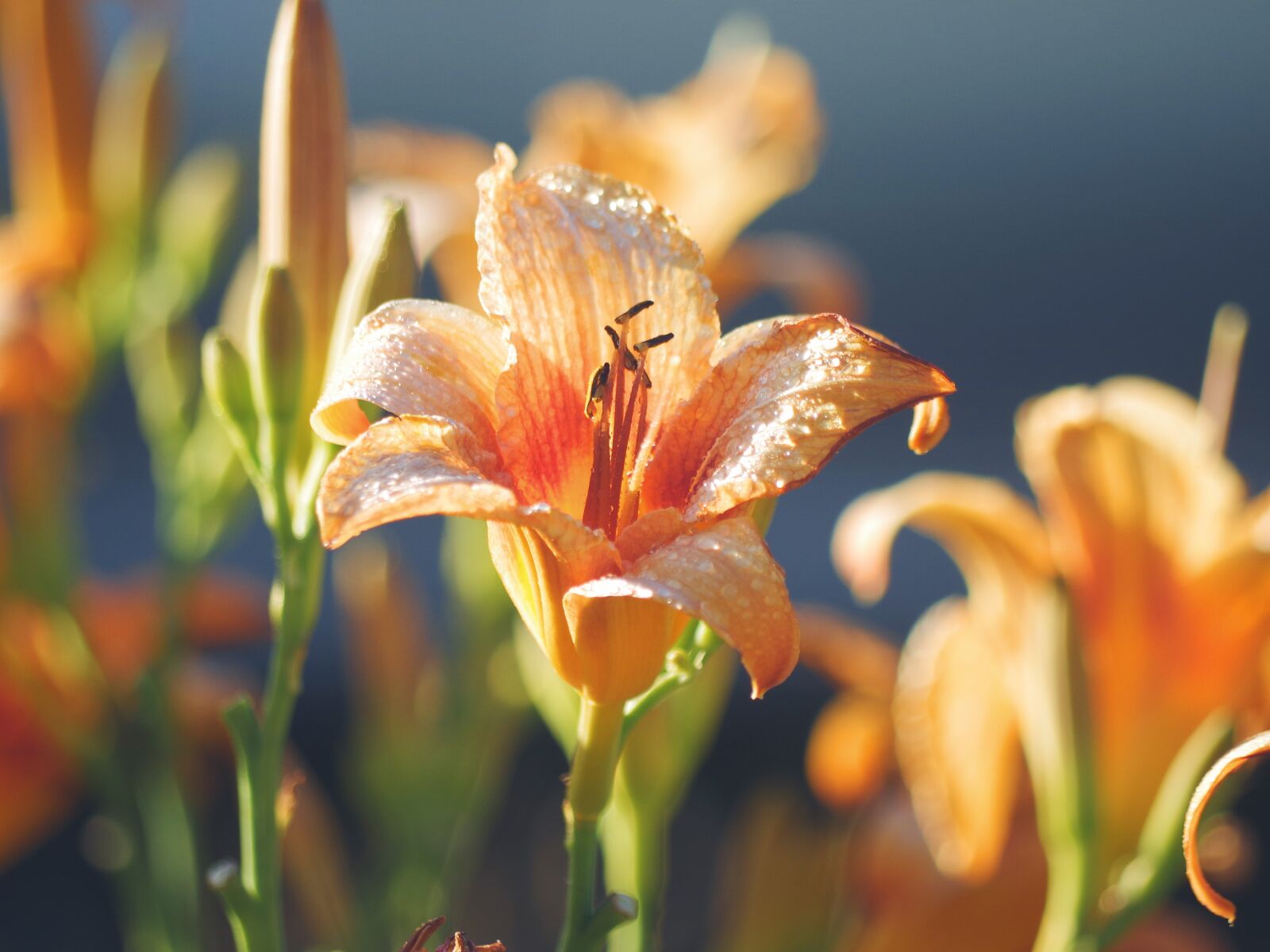 Pentax K-50 sample photo. Lila, orange, flower photography