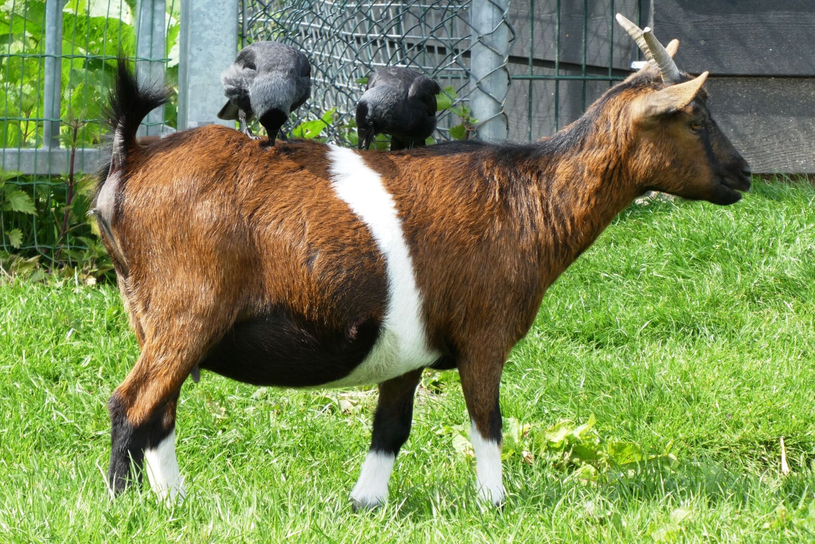 Panasonic Lumix DC-ZS70 (Lumix DC-TZ90) sample photo. Goat, crows, peck photography