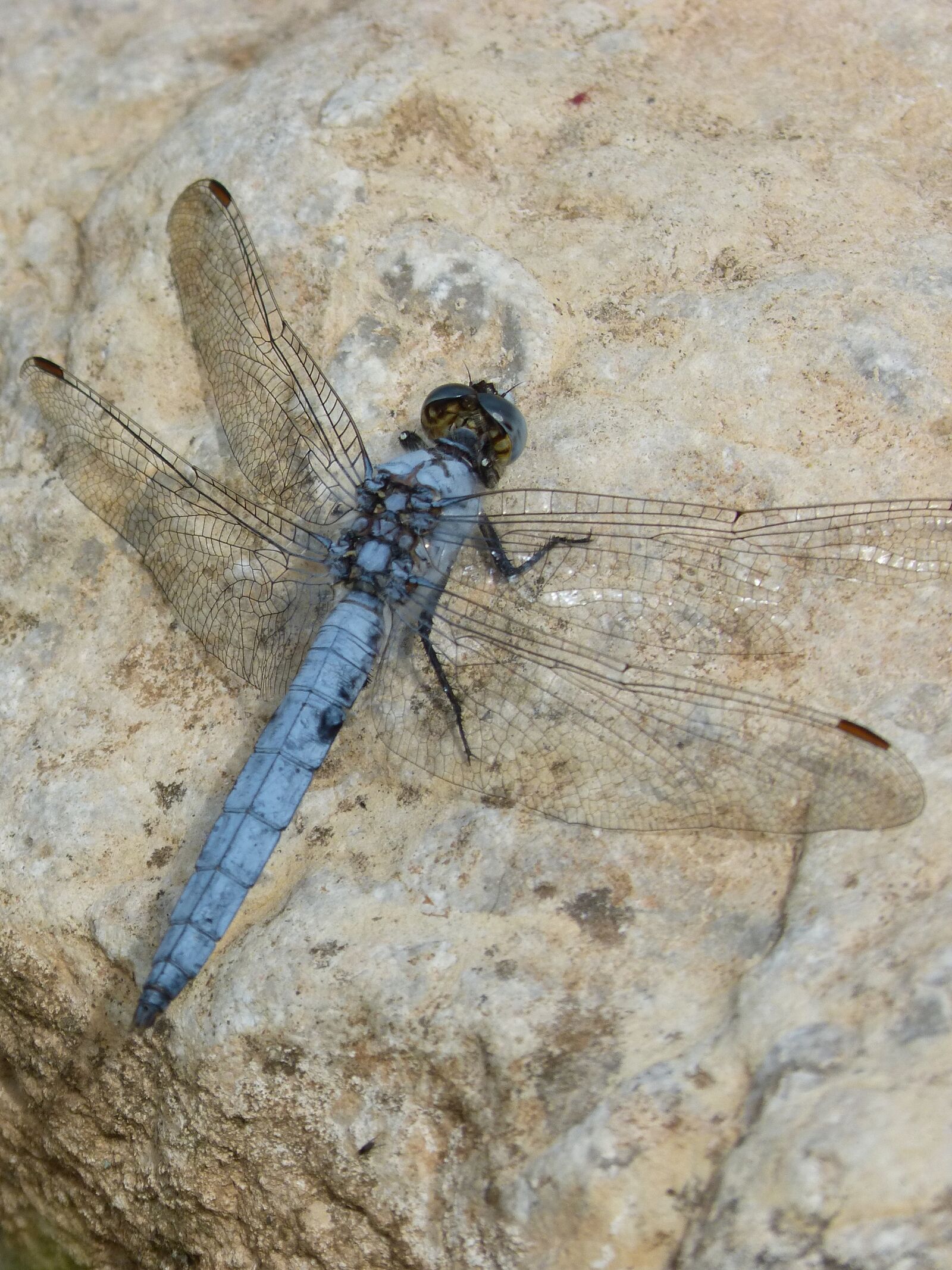 Panasonic DMC-FZ62 sample photo. Dragonfly, orthetrum brunneum, blue photography