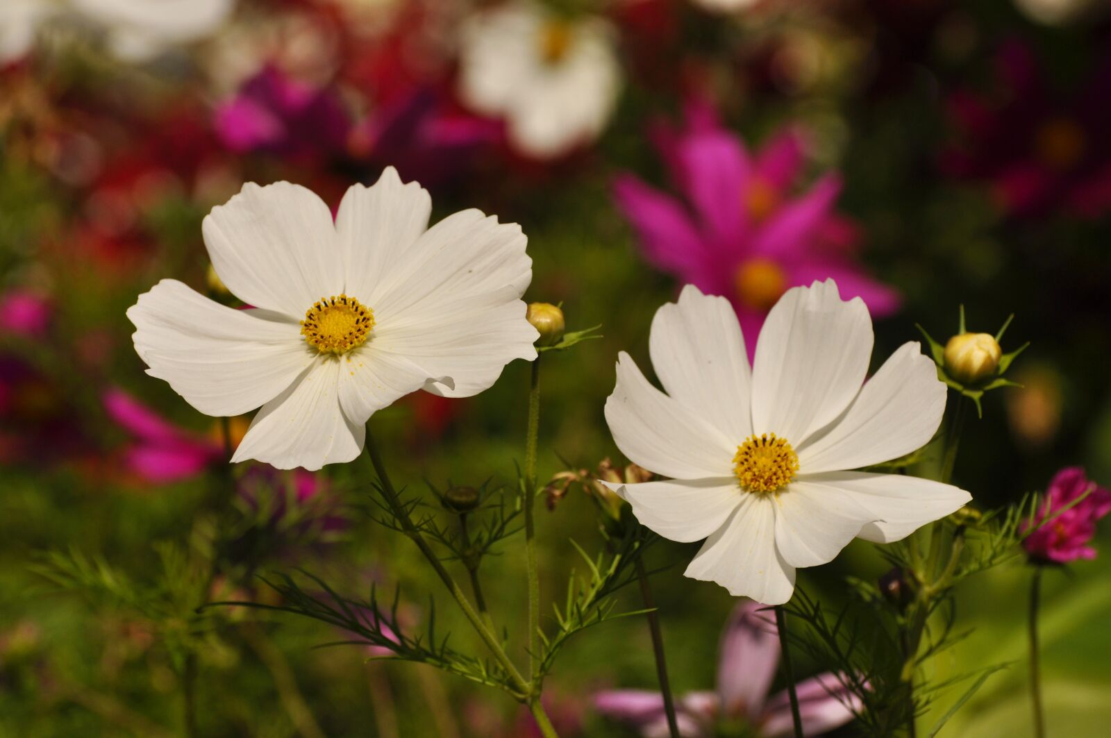 Nikon D90 sample photo. Flowers, spring, nature photography