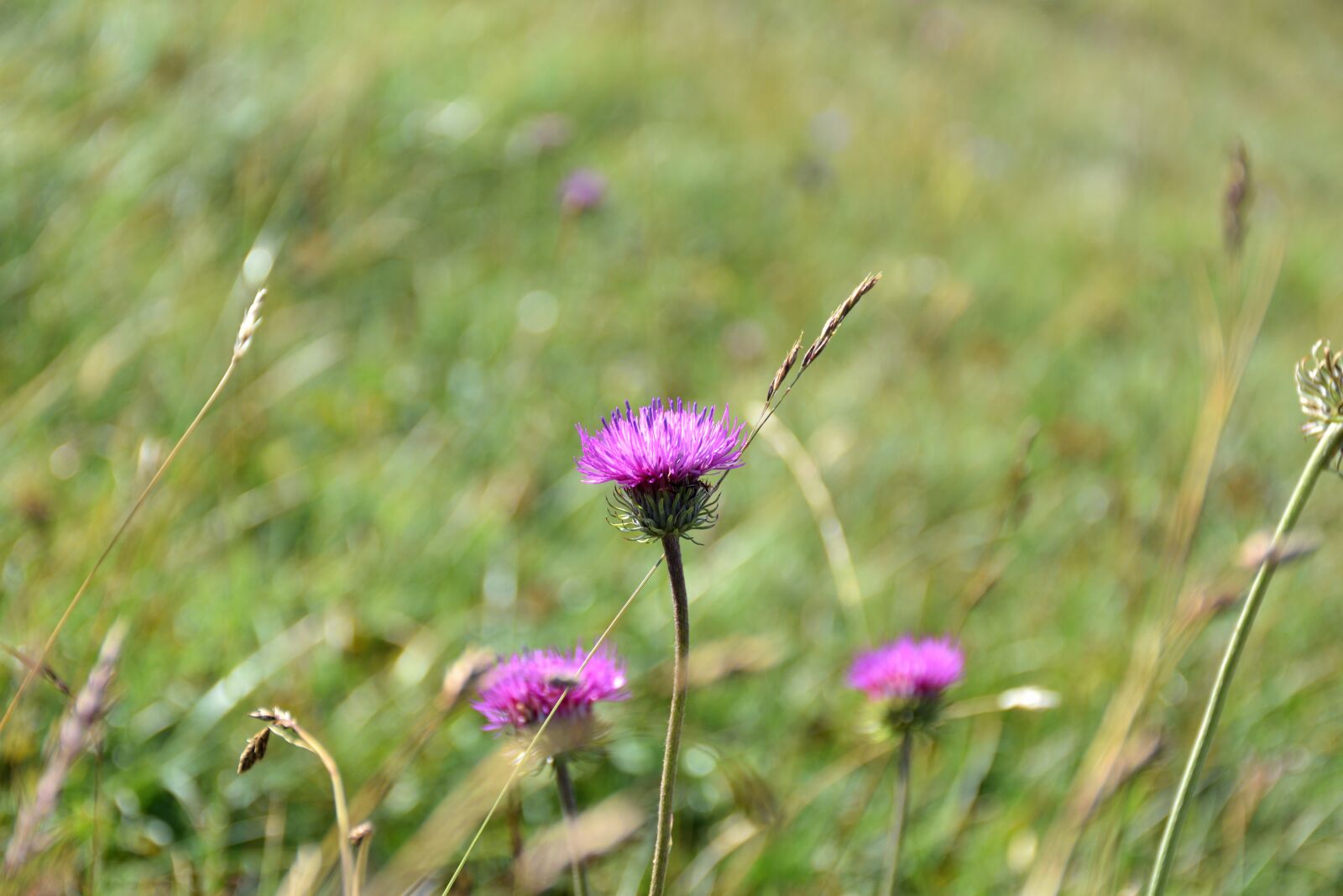 Nikon D5500 sample photo. Thistle, grass, nature photography