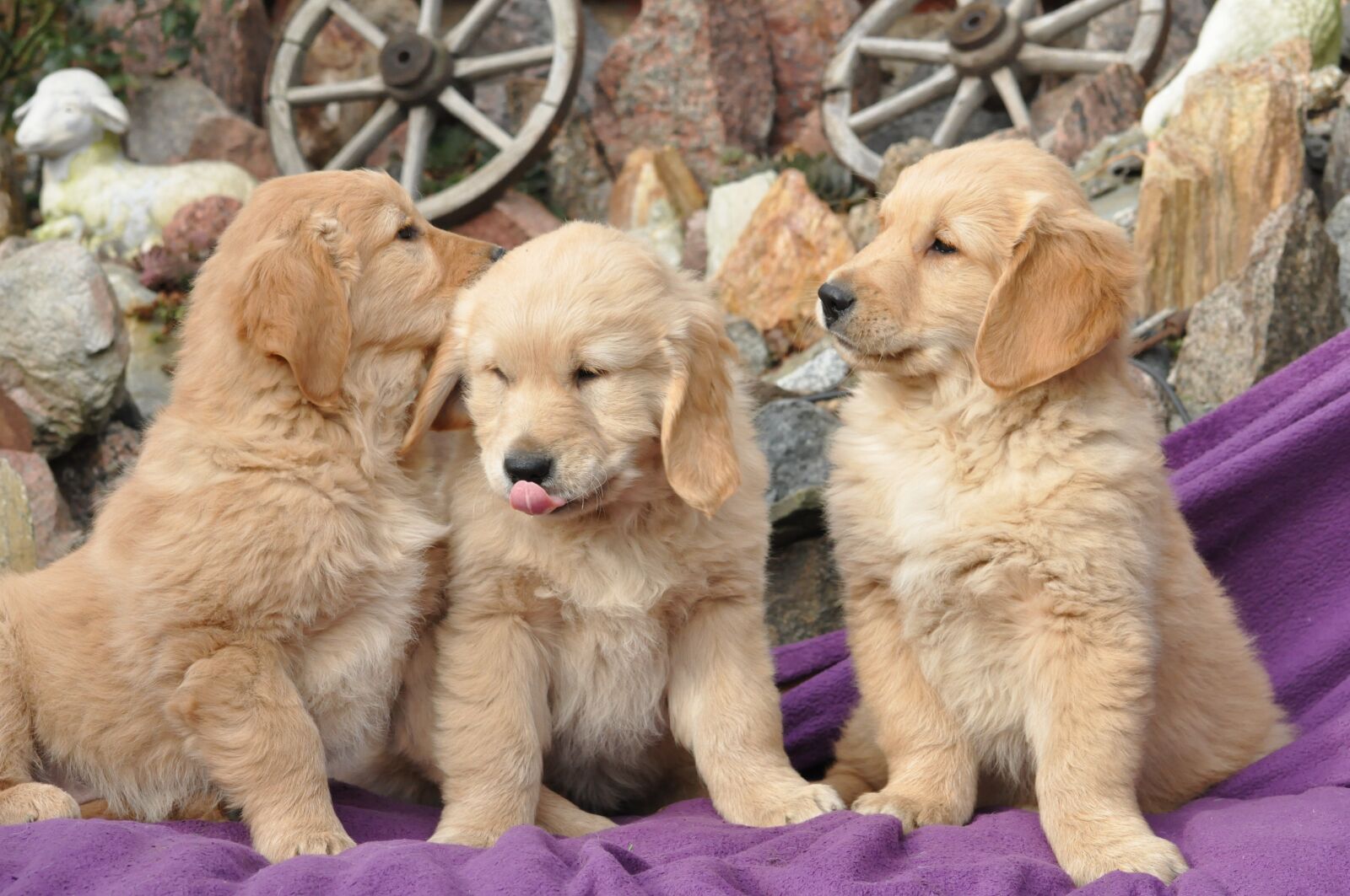 Nikon D90 sample photo. Young broke, golden, puppy photography