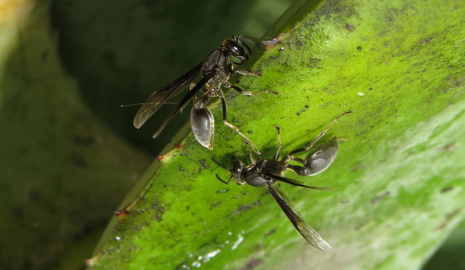 Canon PowerShot SX50 HS sample photo. Nature, insect, outdoors photography