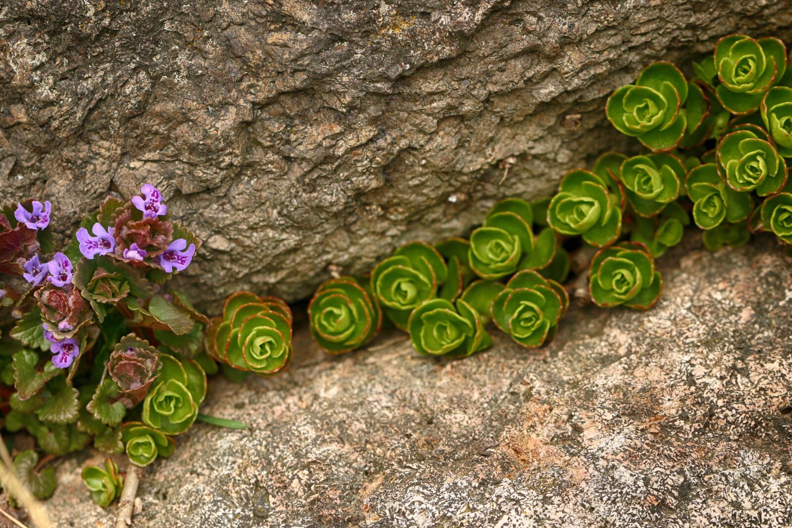 Canon EF 100mm F2.8L Macro IS USM sample photo. Flower, rock, wall photography