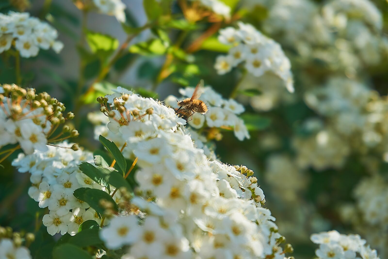 Sony a6000 sample photo. Prachtspiere, bombyliidae, spierstrauch photography
