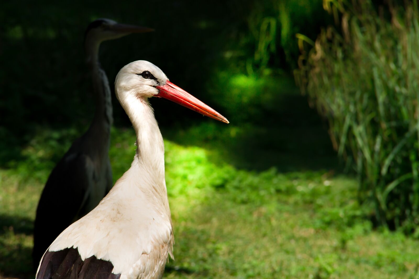 Canon EOS 7D sample photo. Stork, animal, bird photography
