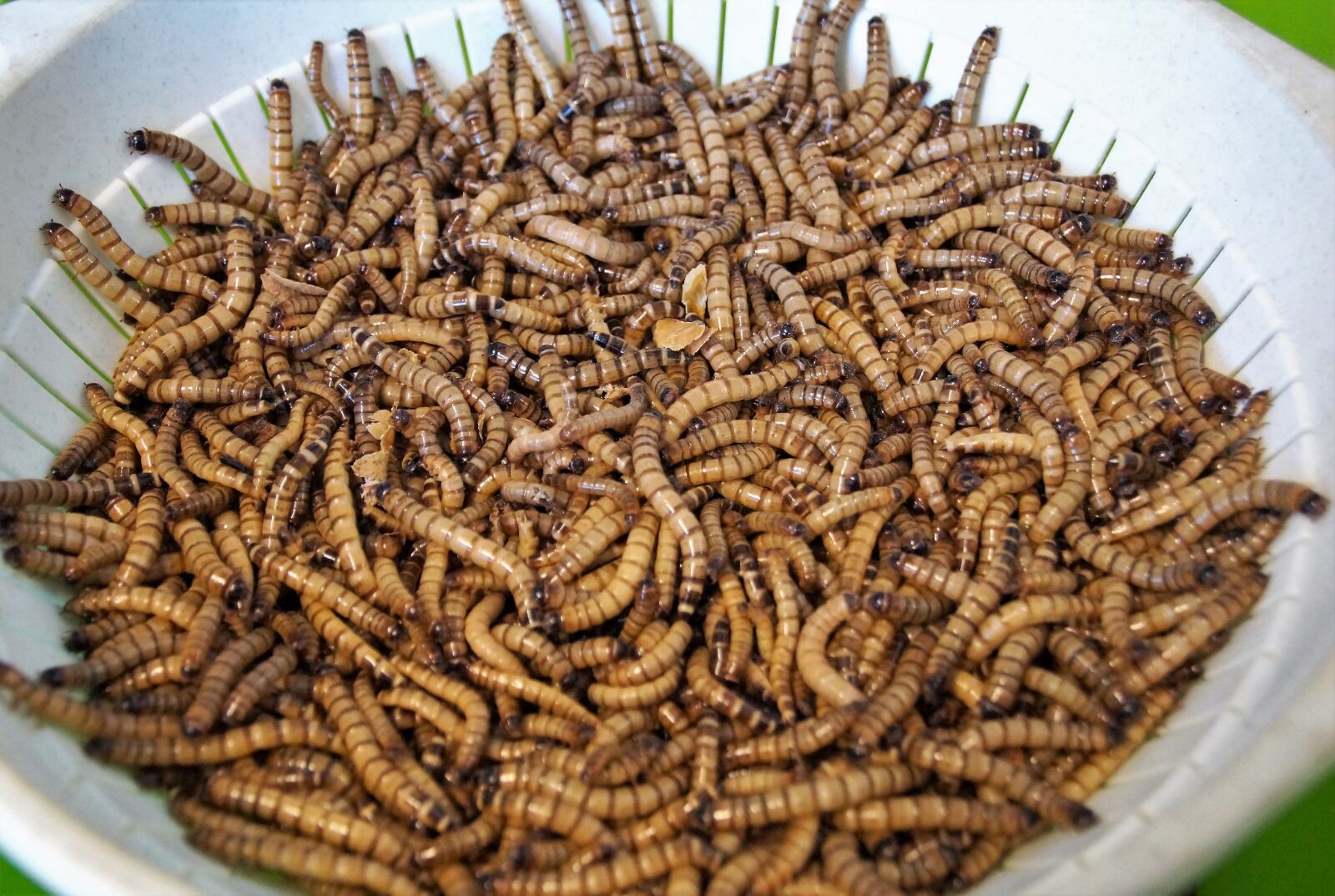 Sony SLT-A58 sample photo. Mouční, worms, food photography