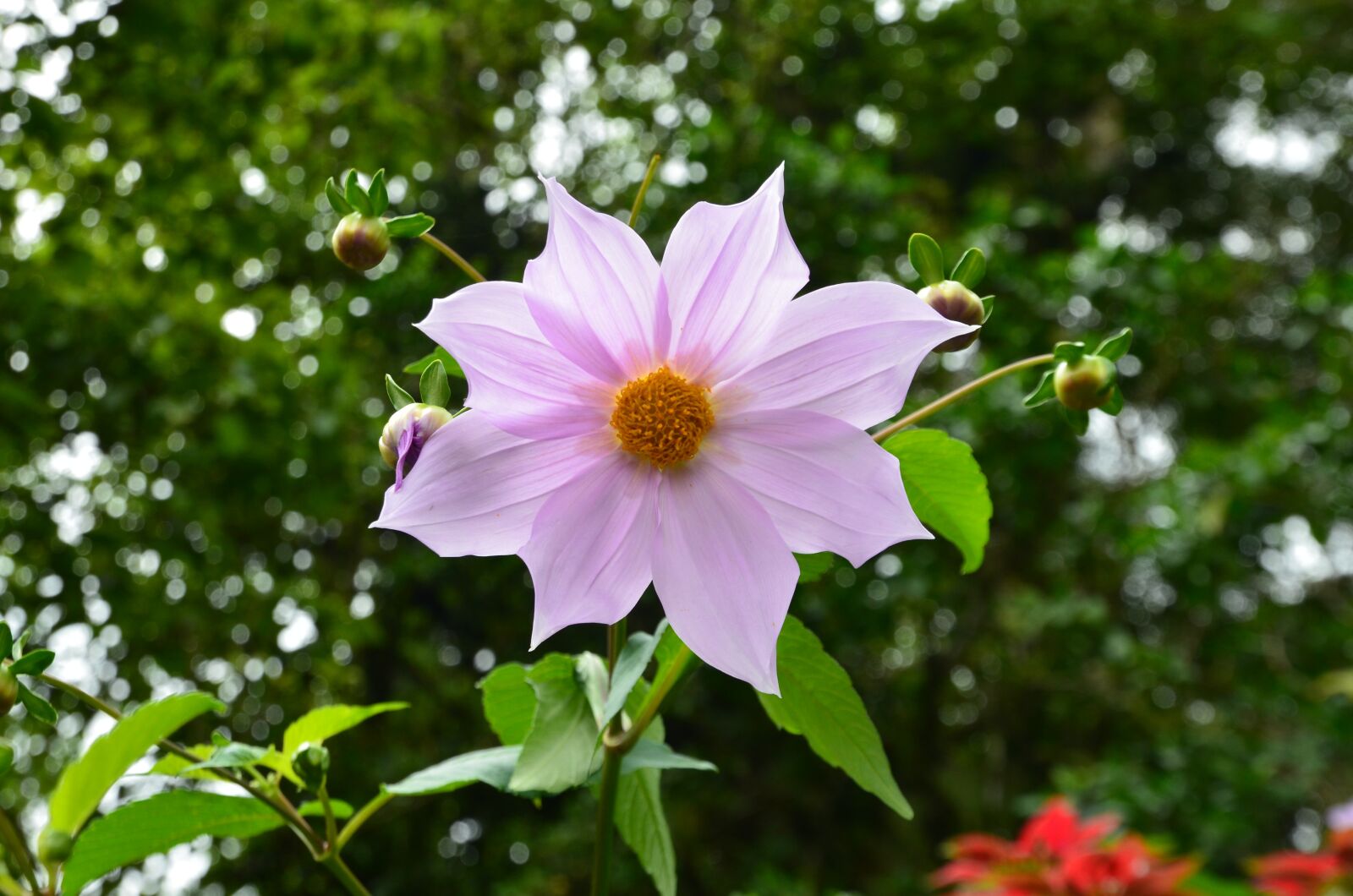 Nikon D7000 sample photo. Flower, plant, nature photography