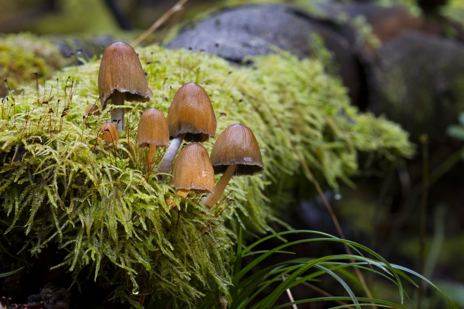 Canon EOS 7D sample photo. Mushroom, moss, sponge photography