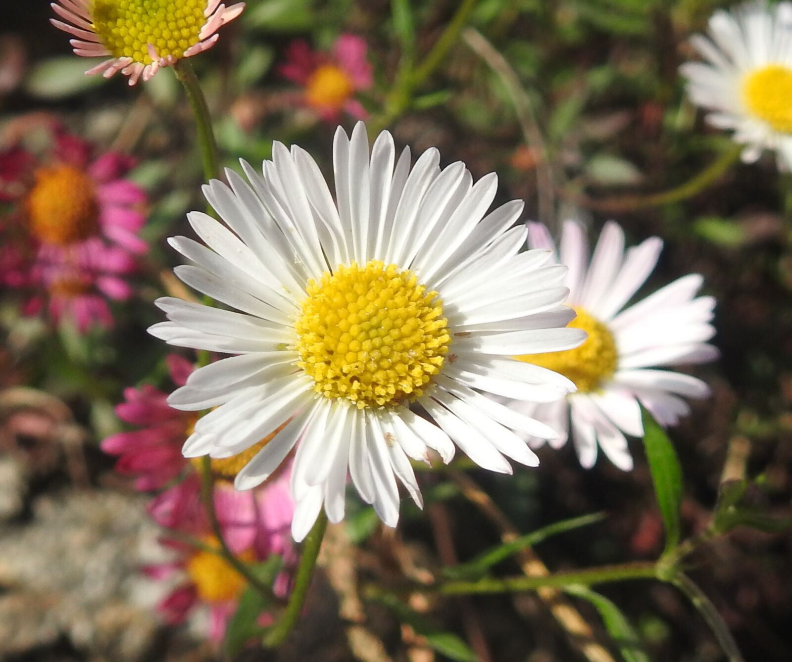 Nikon Coolpix P900 sample photo. Flower, erigeron, karviskianum photography