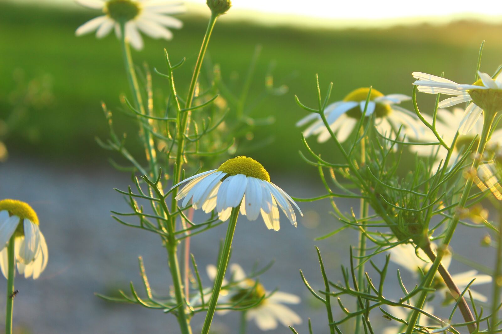 Canon EOS 600D (Rebel EOS T3i / EOS Kiss X5) sample photo. Flower, sun, evening sun photography