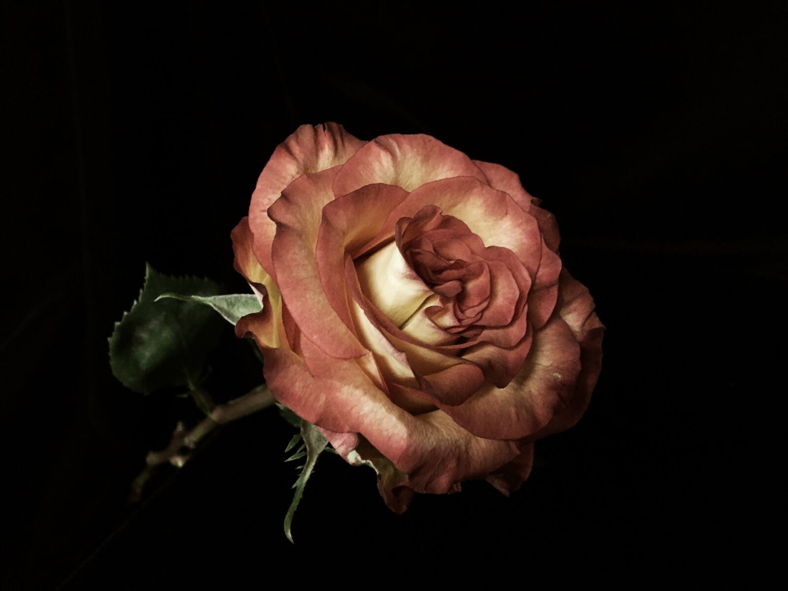Apple iPhone 6s sample photo. Rose, flower, bloom photography