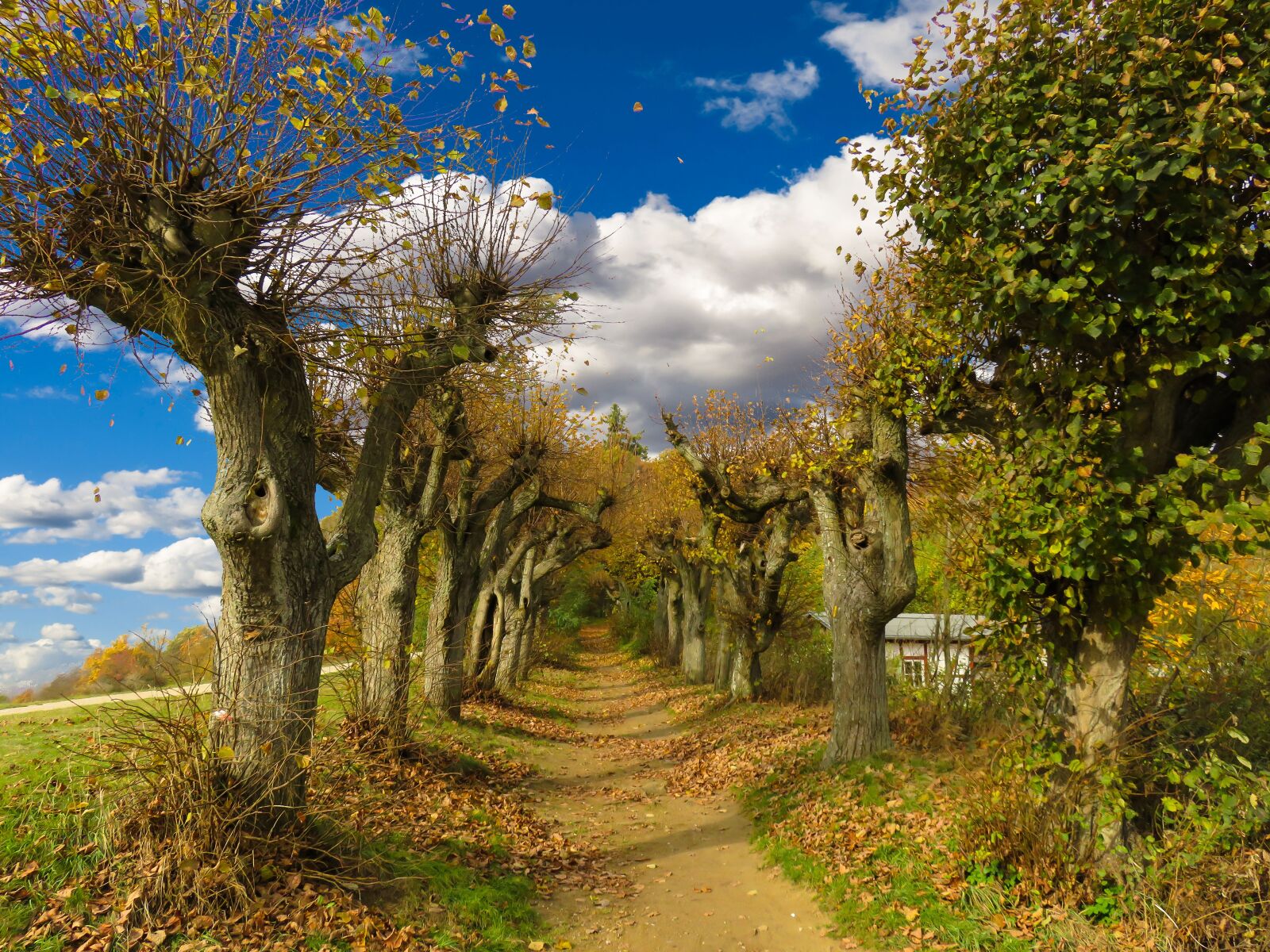 Canon PowerShot SX710 HS sample photo. Nature, autumn, avenue photography