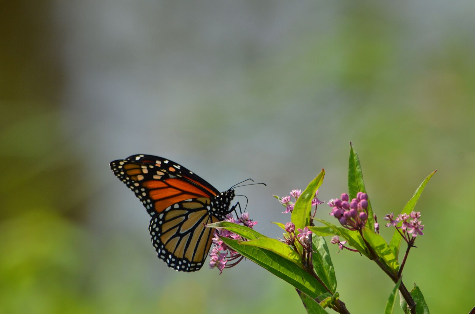Nikon D7000 sample photo. Monarch, butterfly, flowers photography